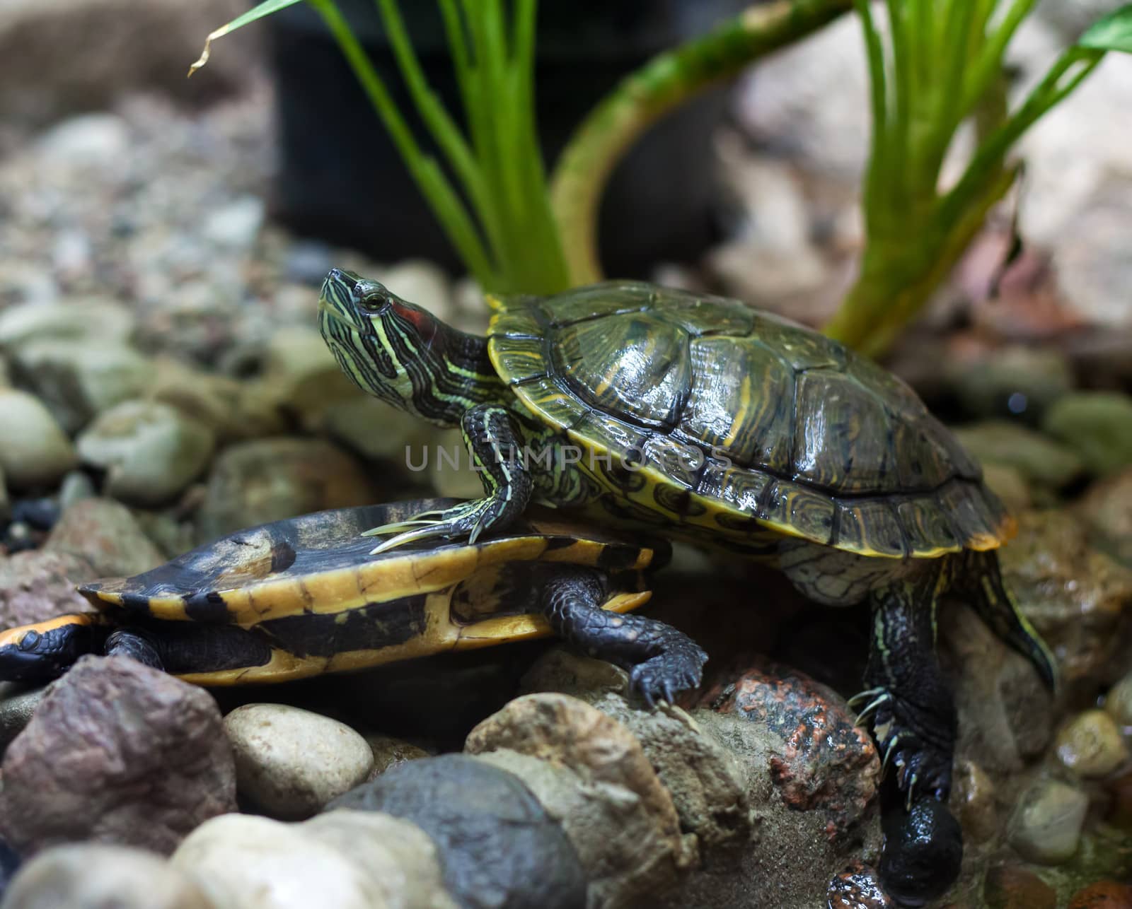 bright green terrapins in city zoo on summer day