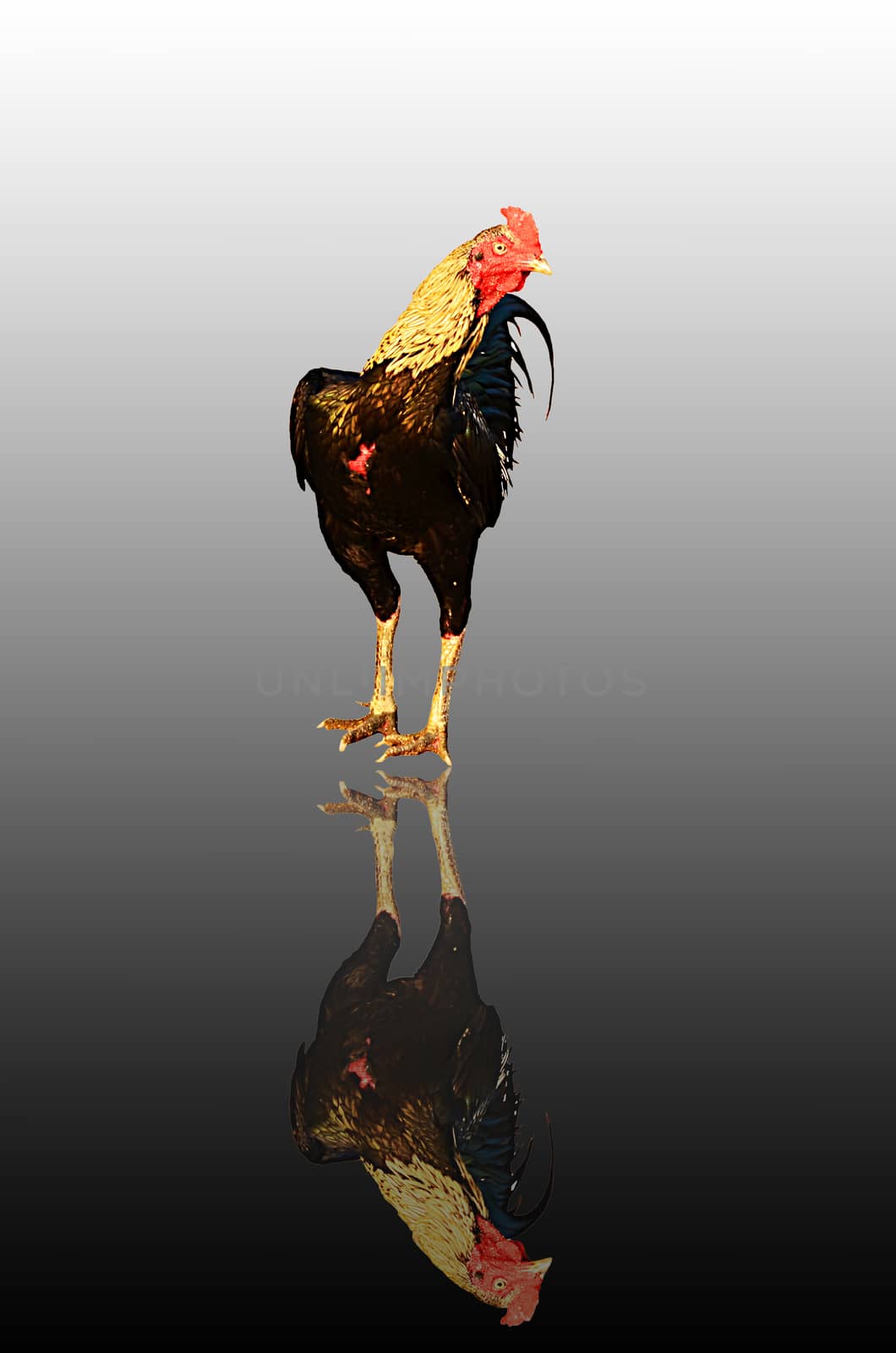 Roosters with reflection