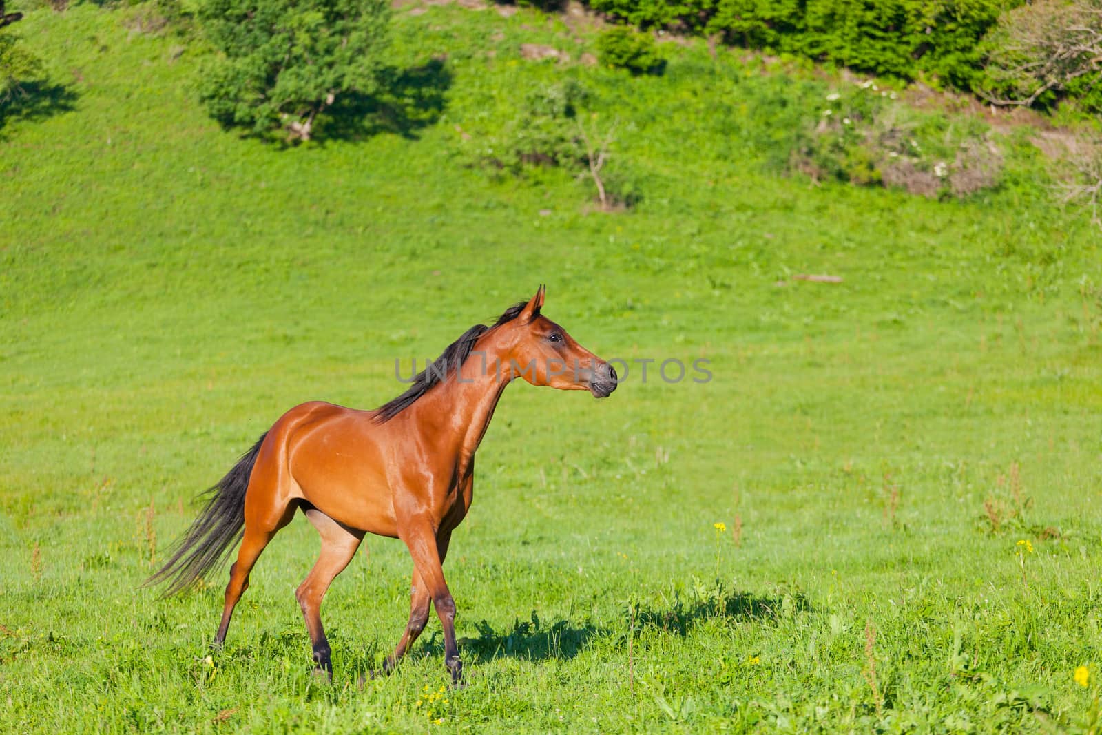 Arab racer runs on a green summer meadow