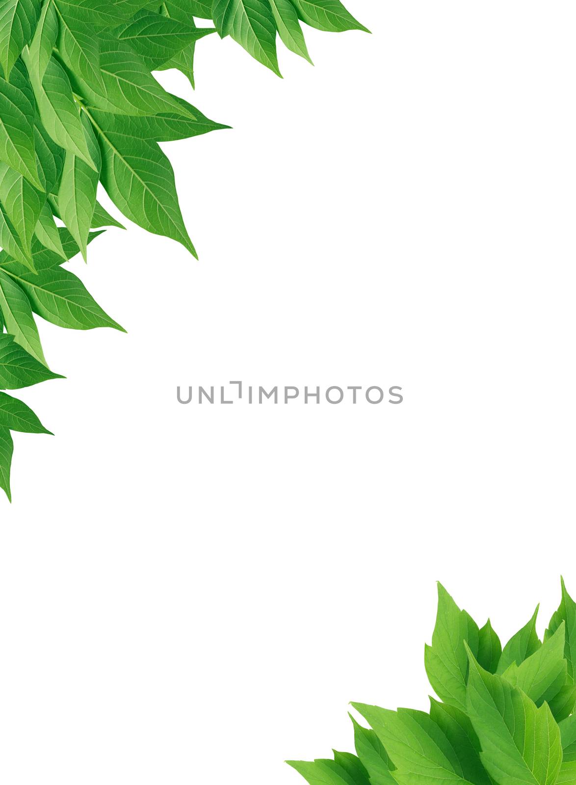 Nice freshness green leaves border on white background