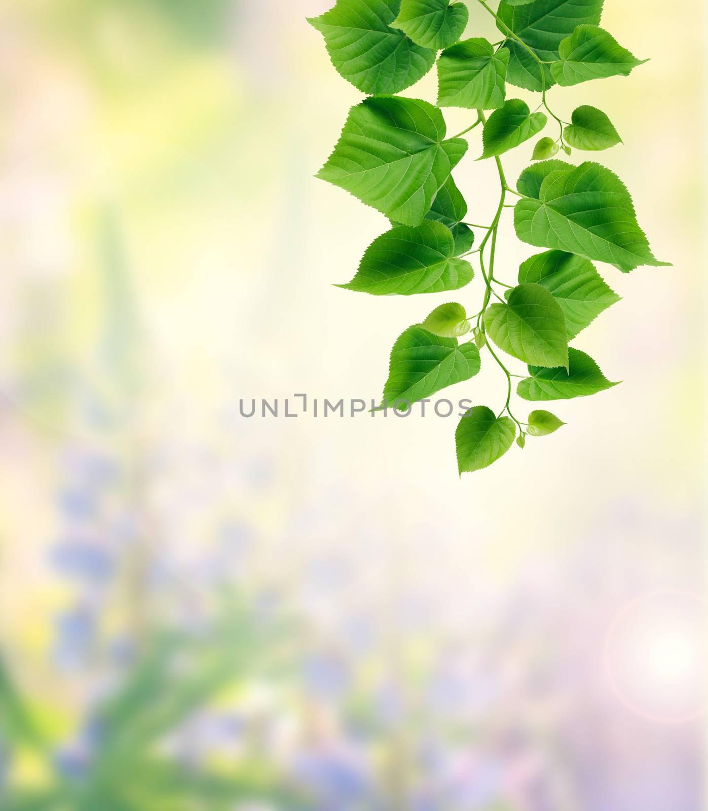 Nice freshness green leaves twig on summer nature background