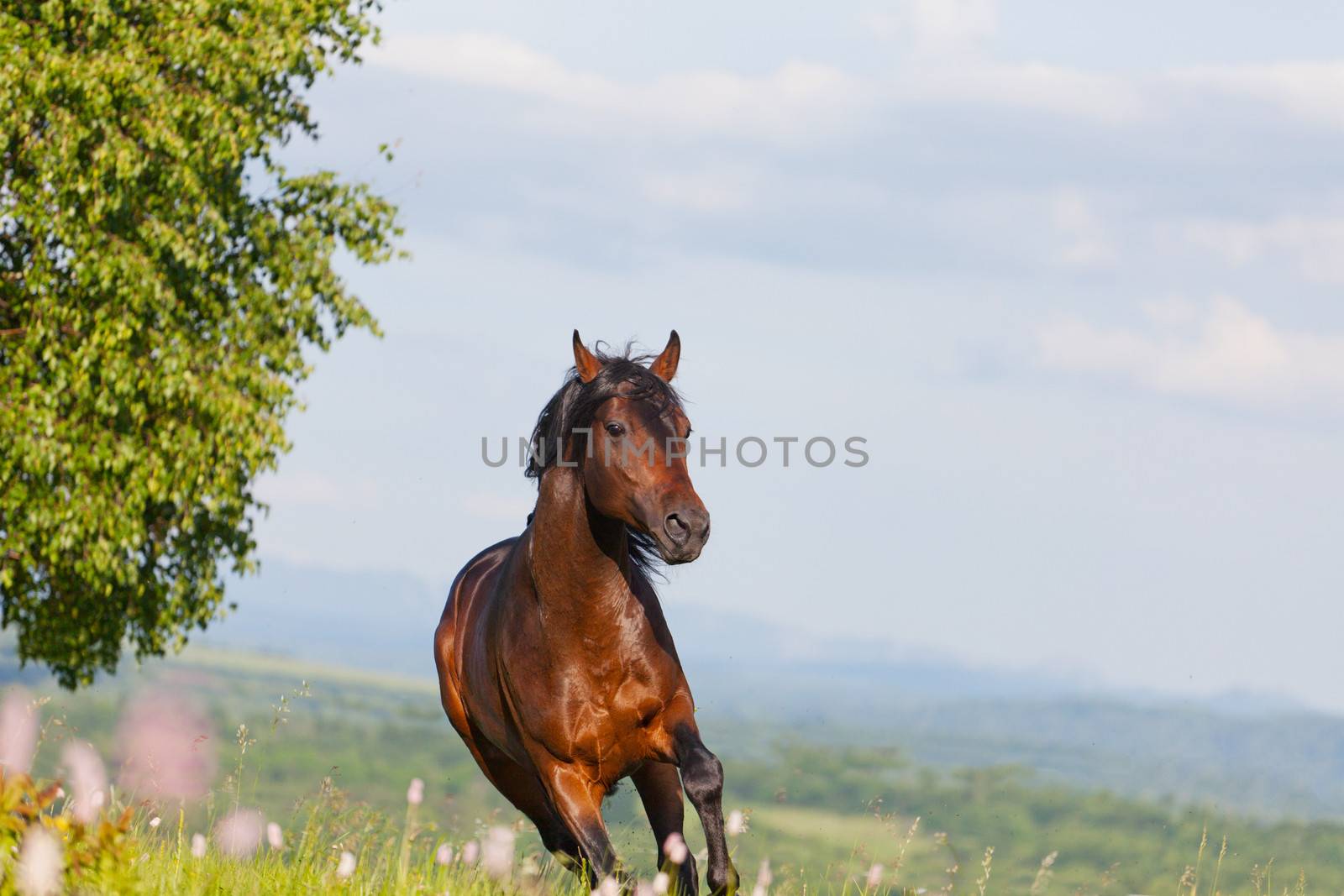 Arab racer runs on a green summer meadow