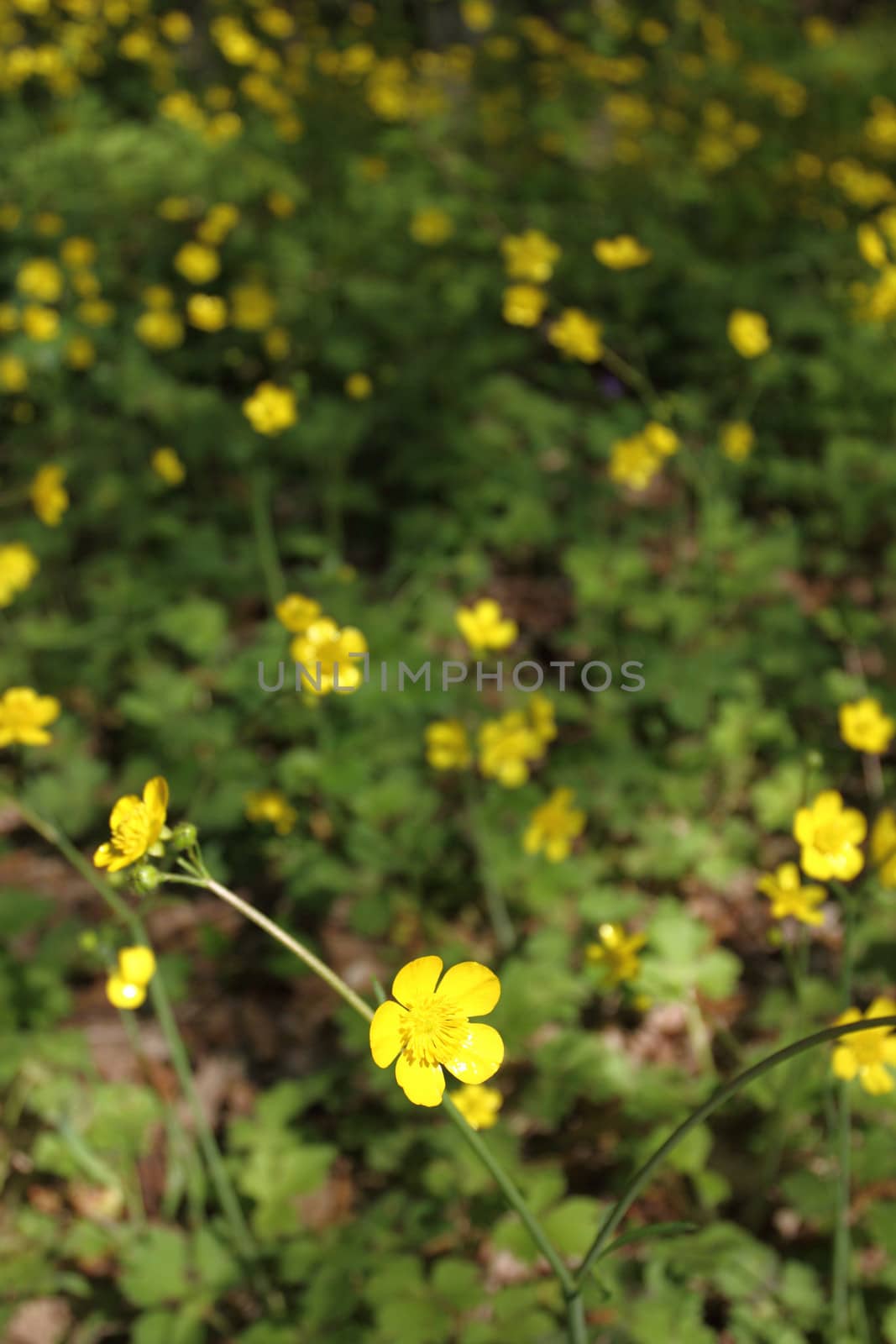 wild yellow spring flowers close up