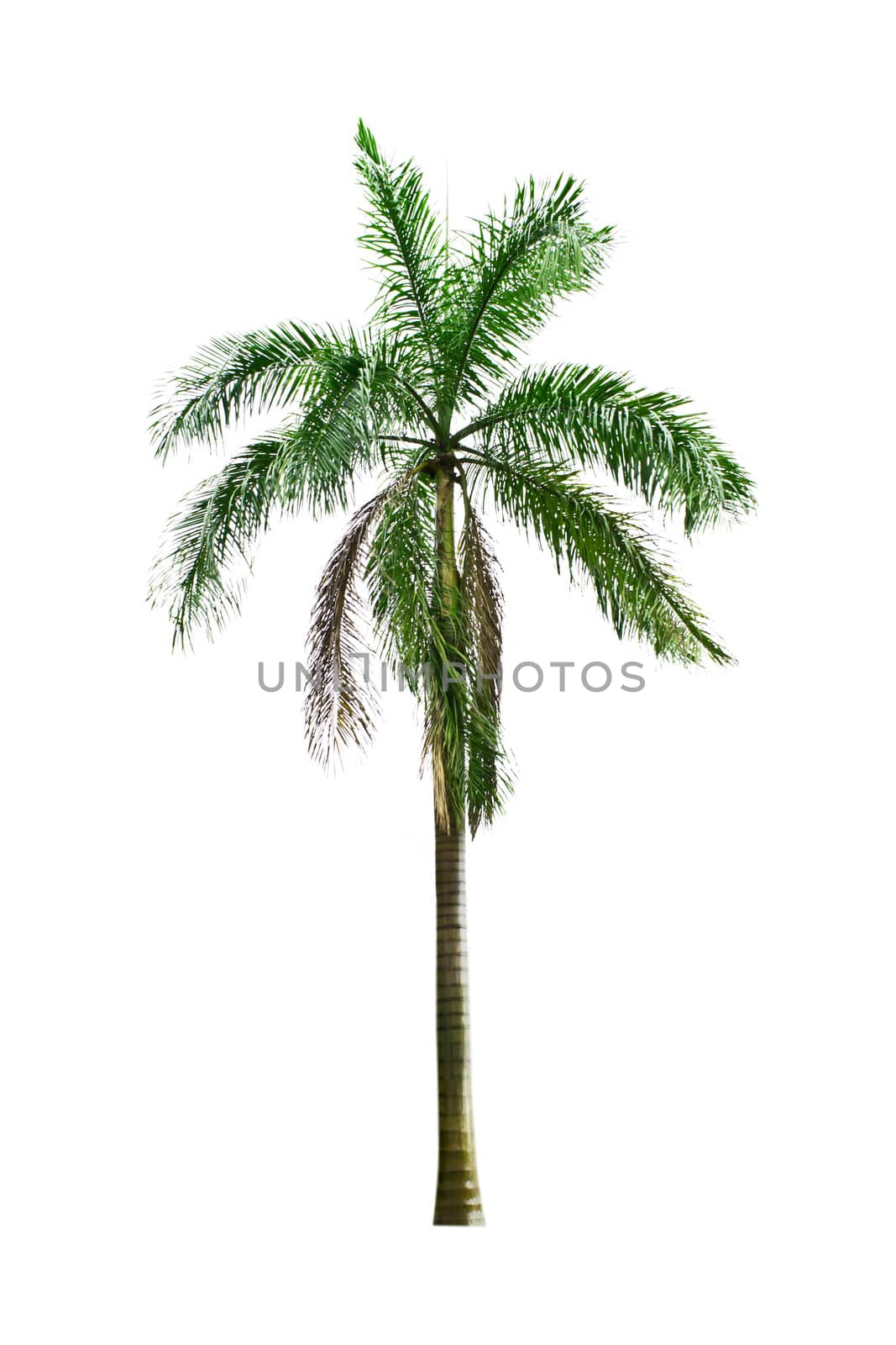 Palm isolated on white background