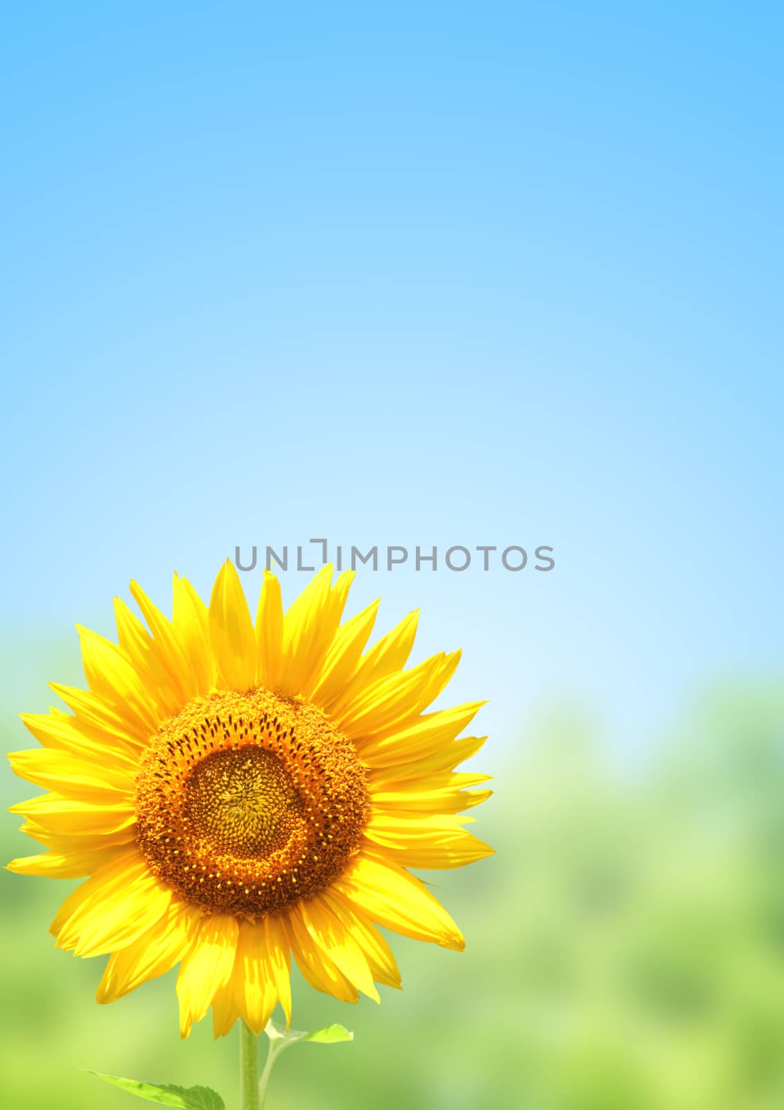 Yellow sunflower and blue sky
