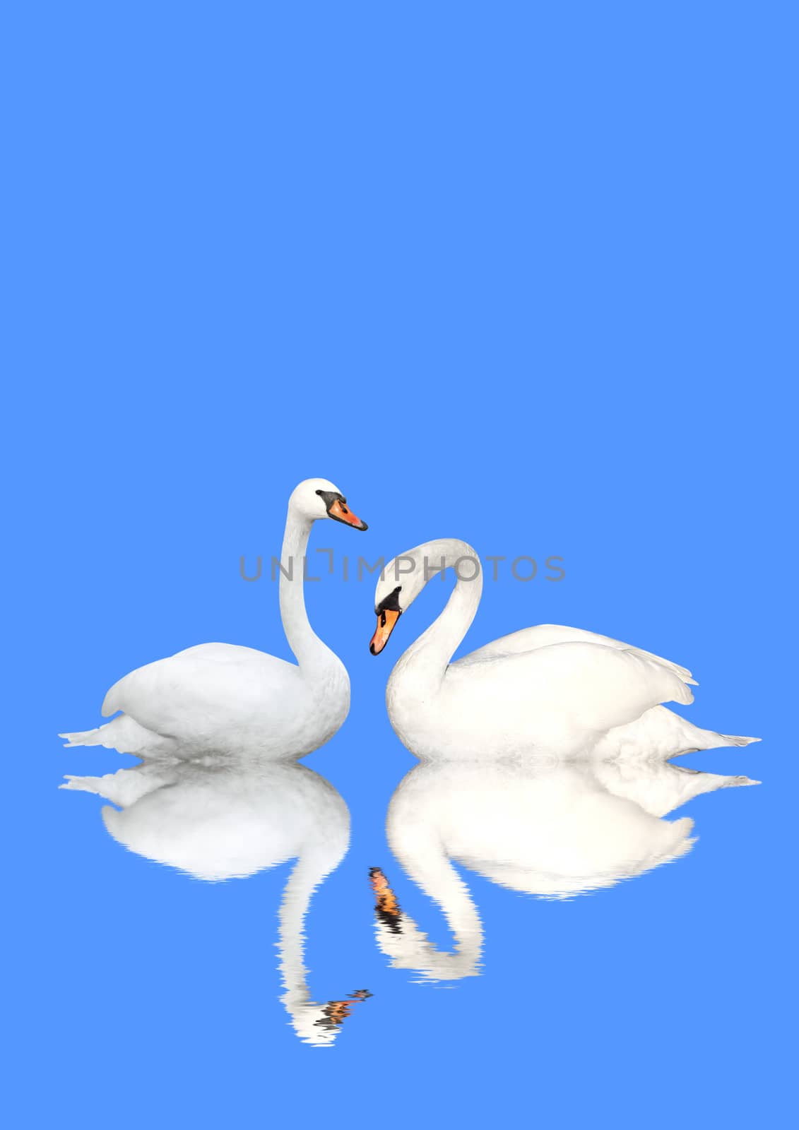Two white swans on blue background