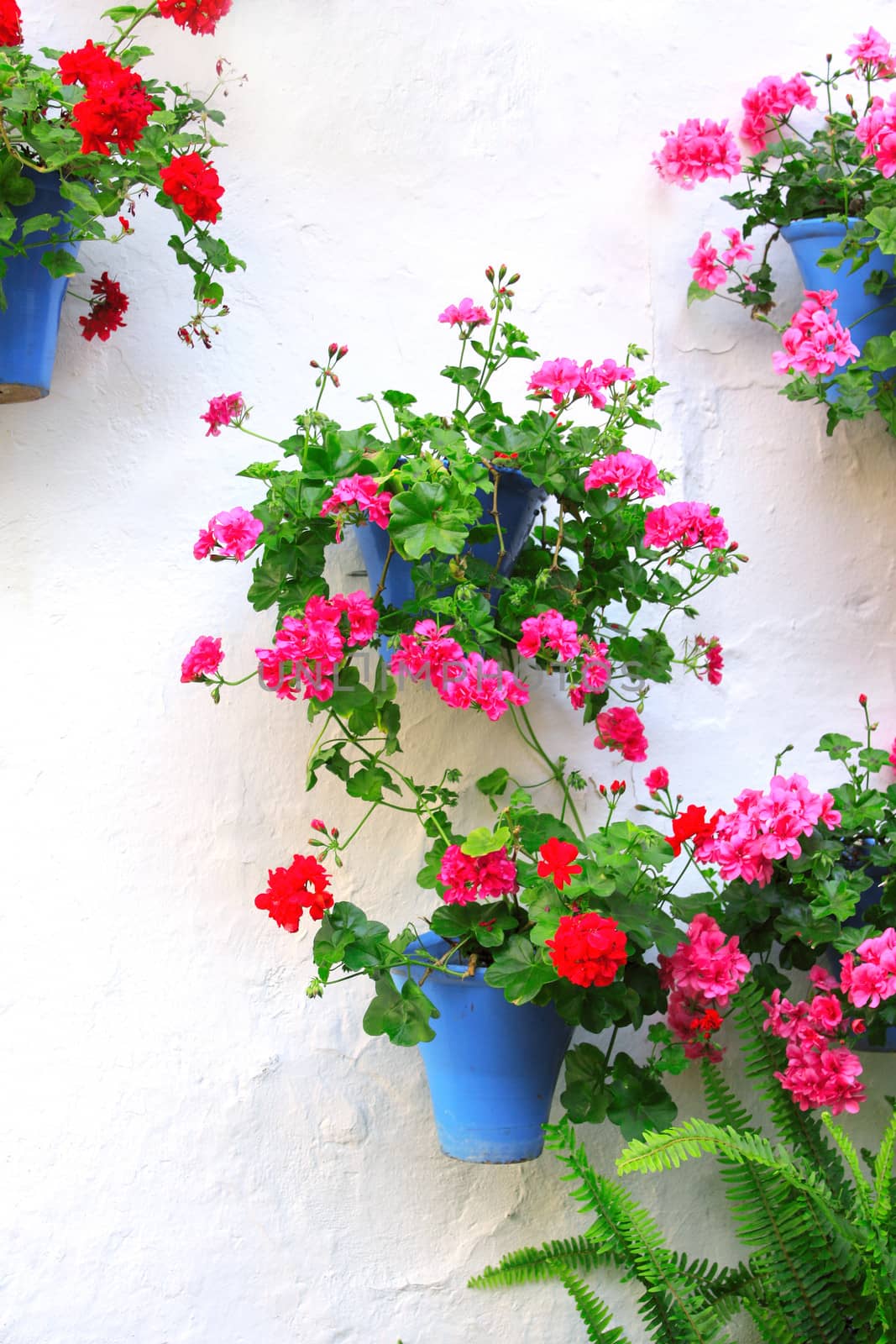 Flowerpots with geranium on stucco wall