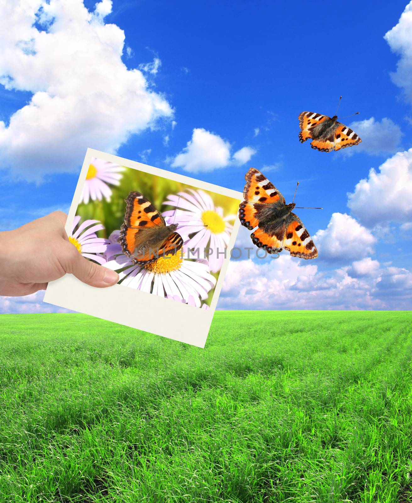 Hand with photo and butterfly. On background of the summer landscape