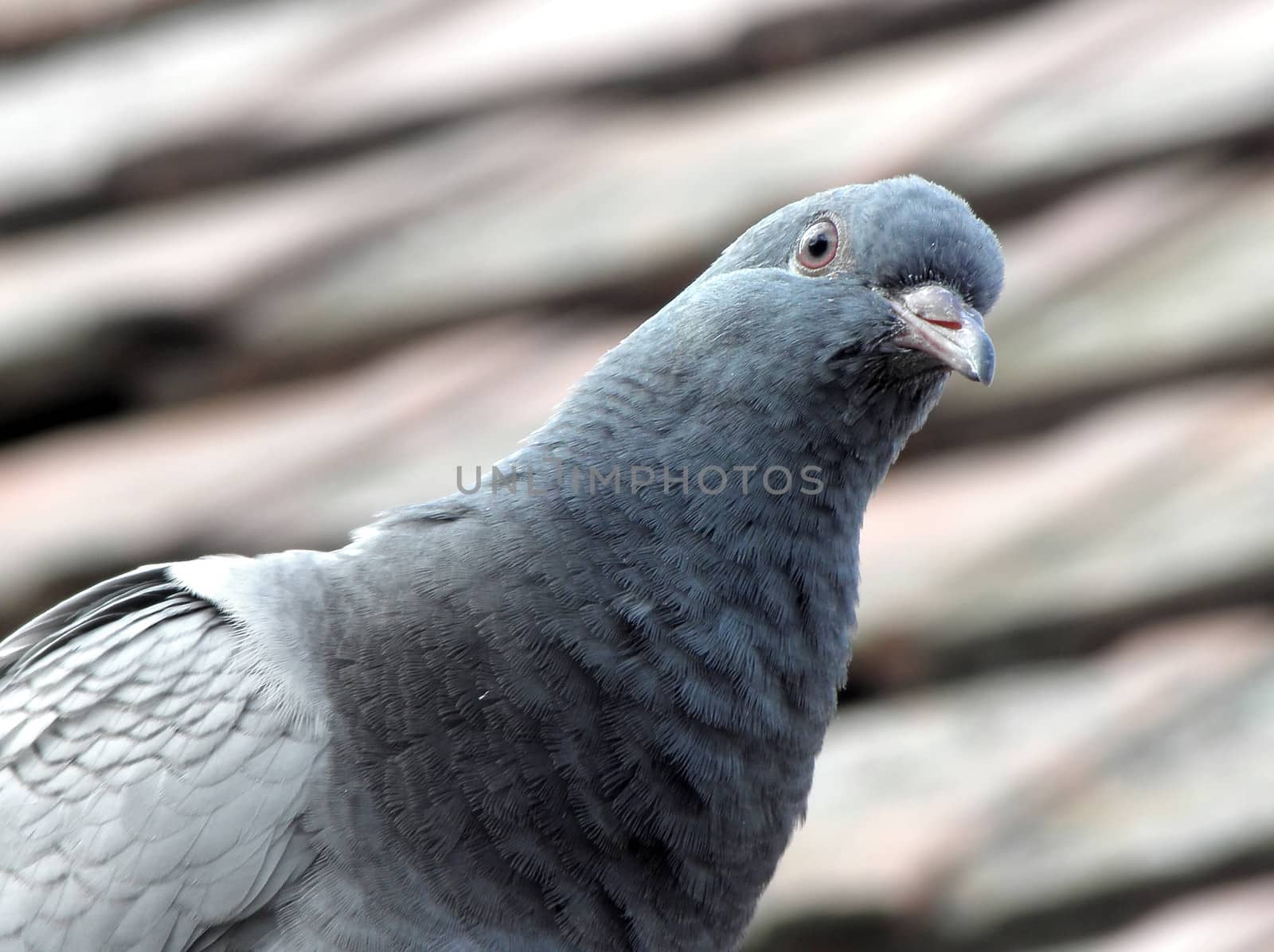 Urban pigeons. Dove of the human environment.