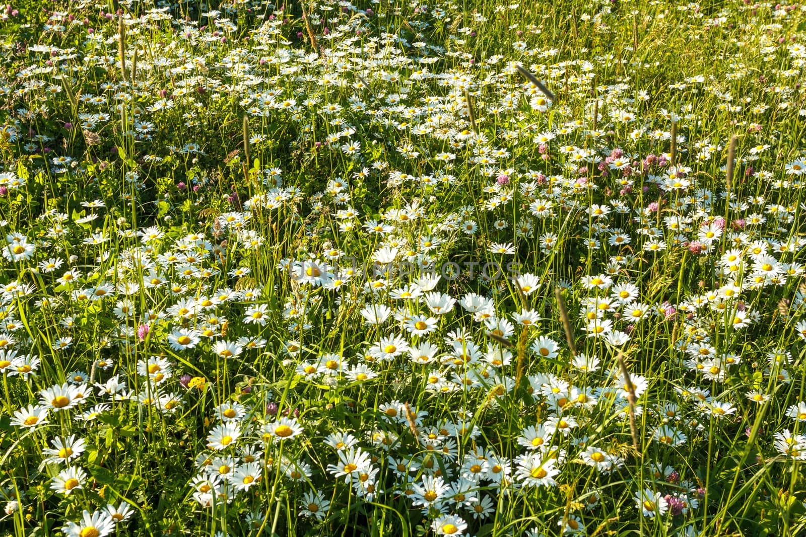 evening shoot of spring daisy flower field