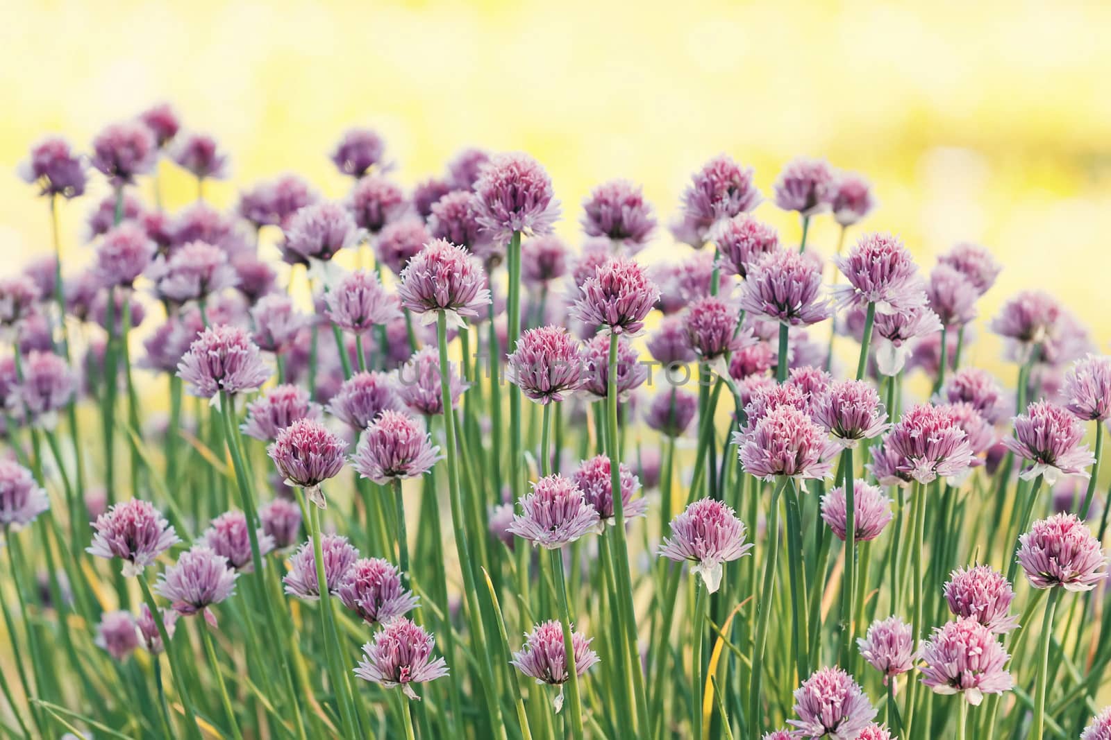 Chive herb flowers on beautiful bokeh background with shallow focus