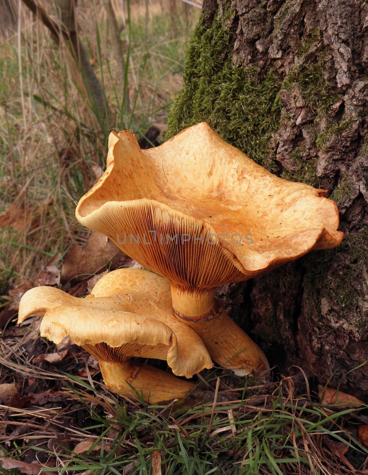 Mushroom by dadalia
