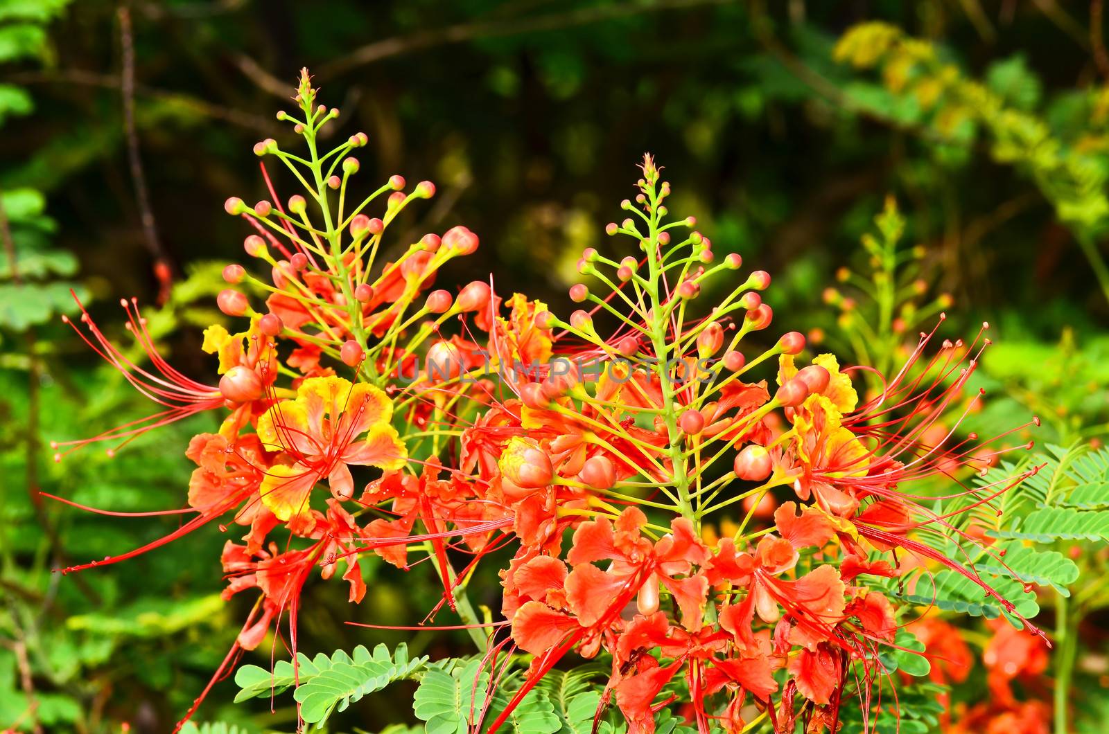 Pride of Barbados by raweenuttapong