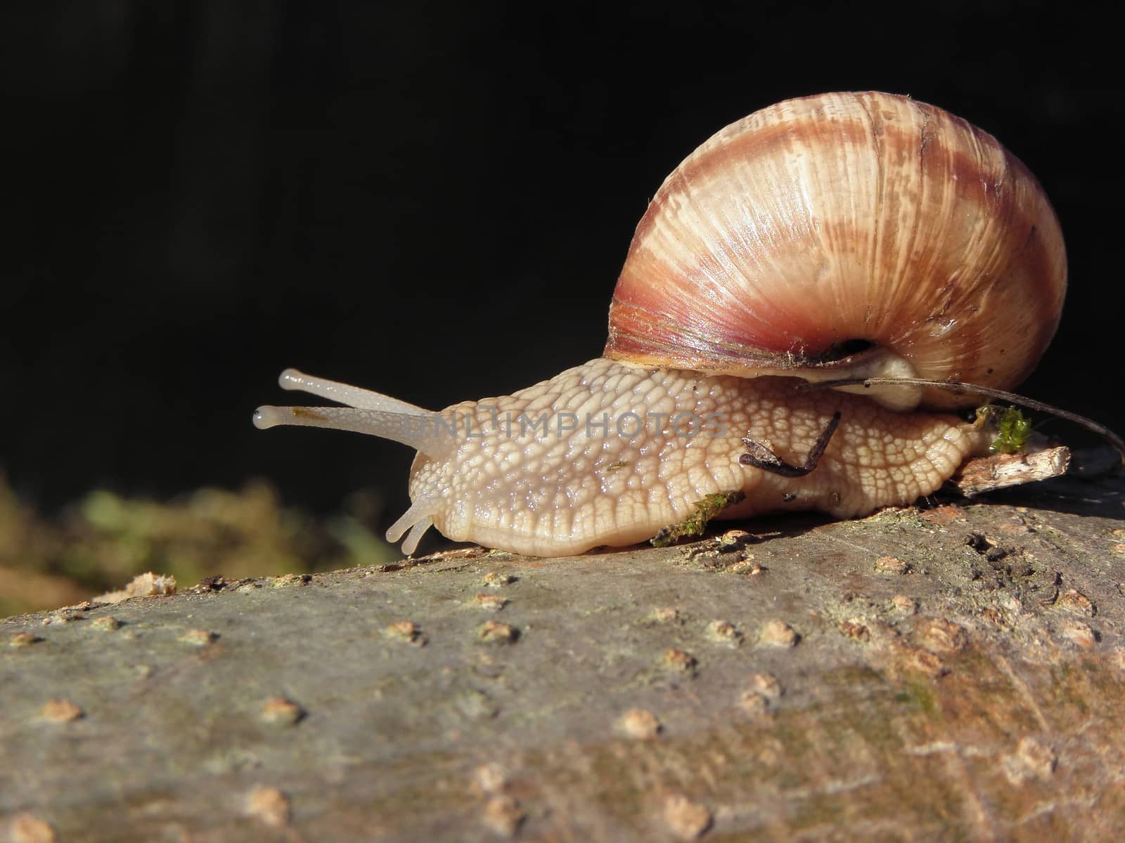 Snail race,  animal,  speed, slow, crawling,  garden,