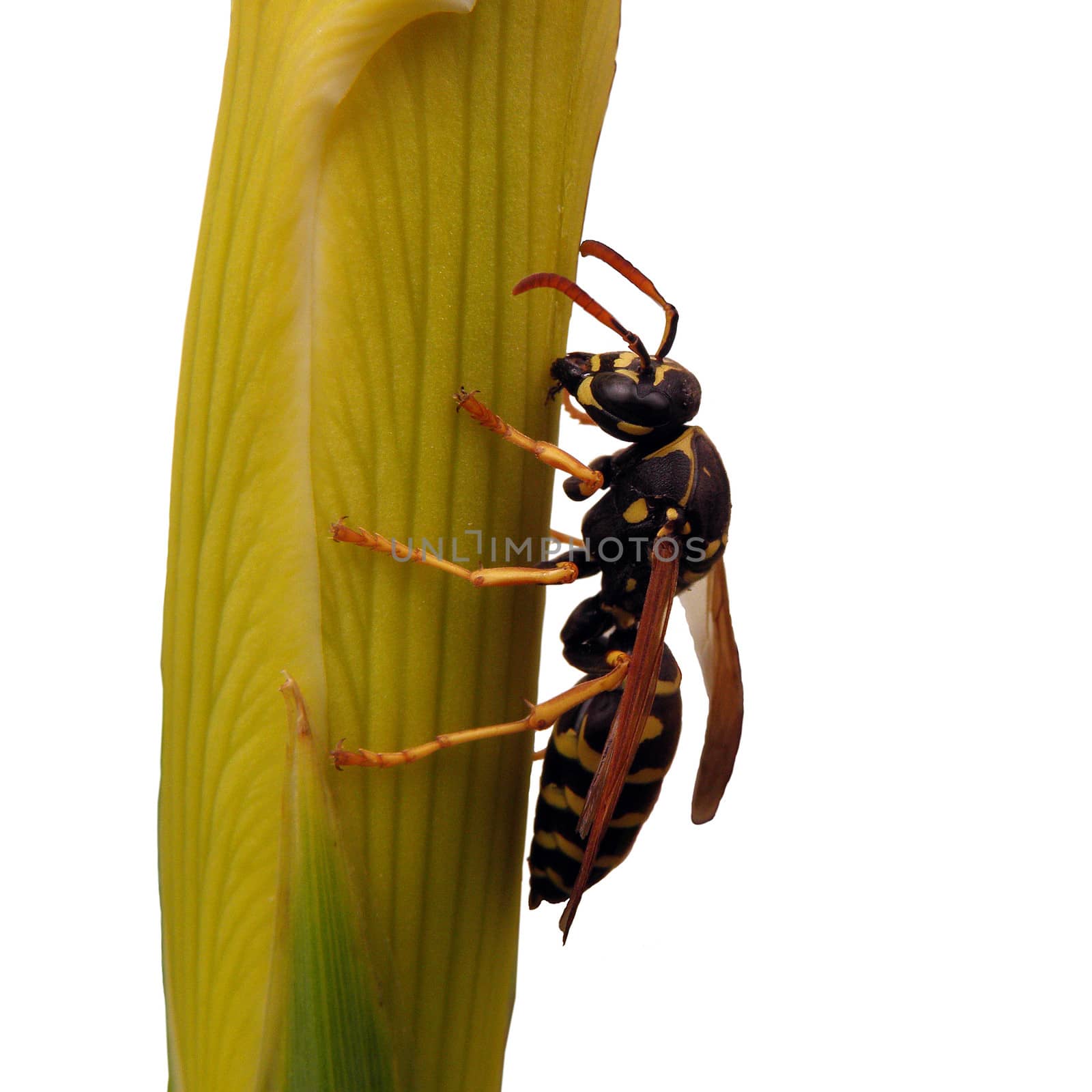  A striped wasp. Insect, yellow, macro, nature,isolated. 