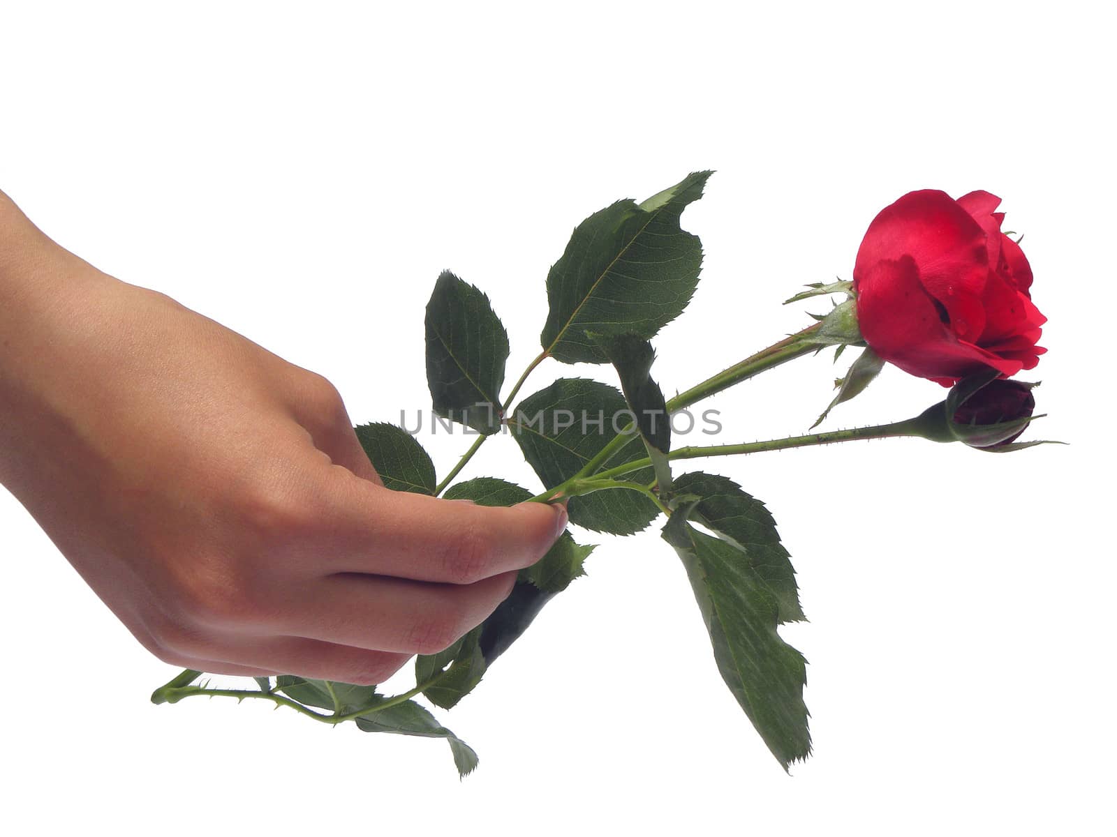 A beautiful single rose held in the hand.