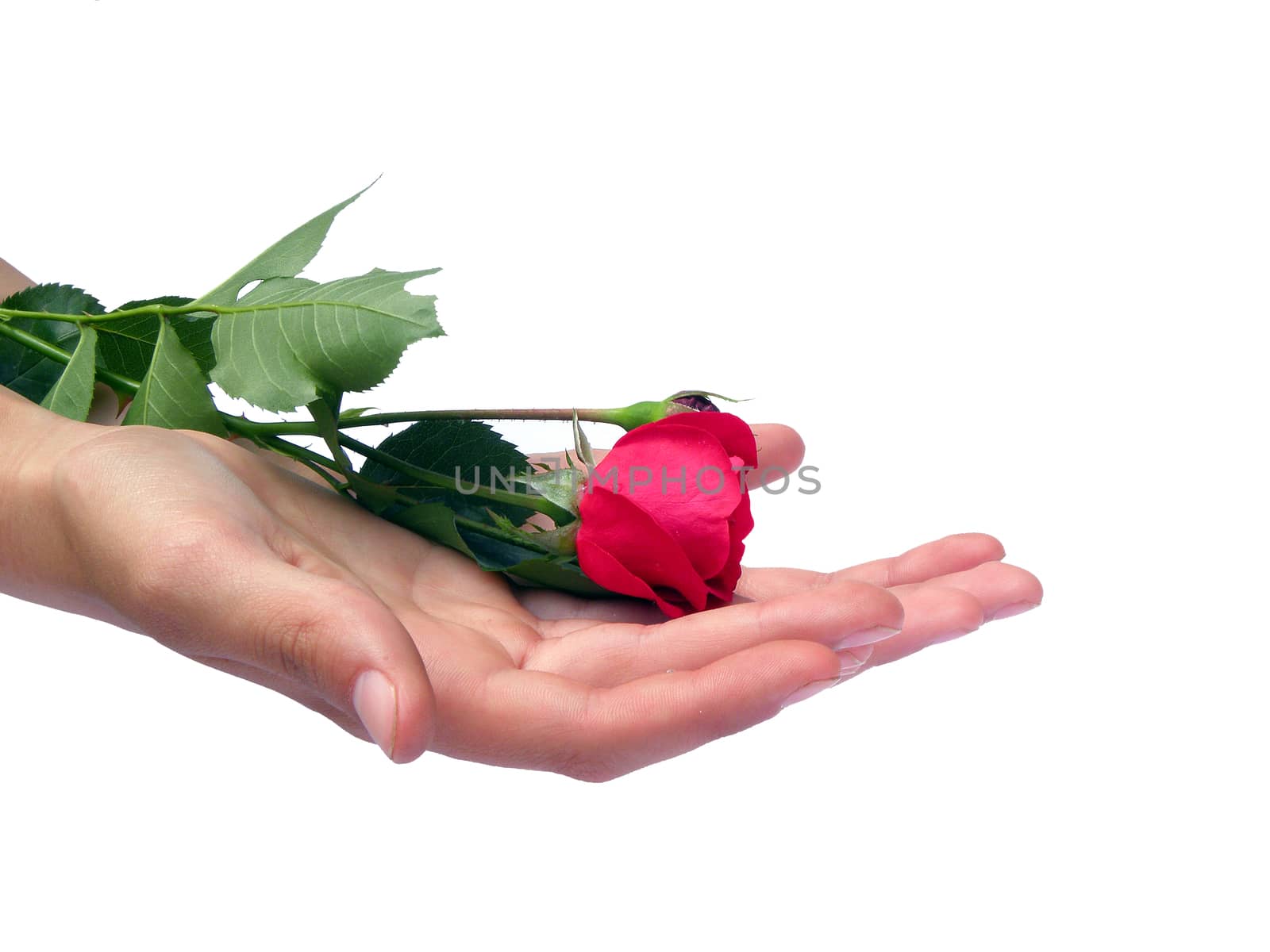 A beautiful single rose held in the hand.  