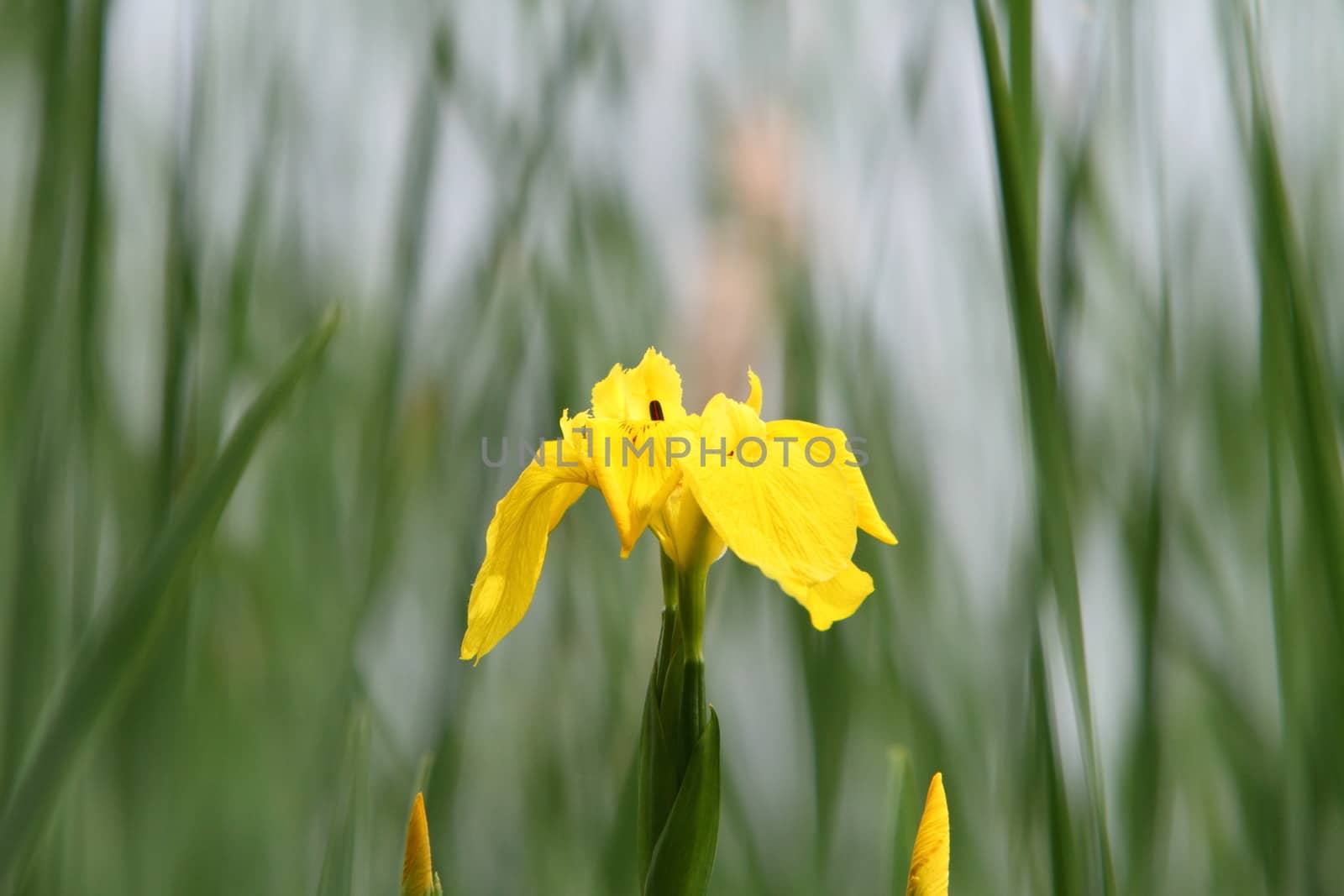 yellow flag iris