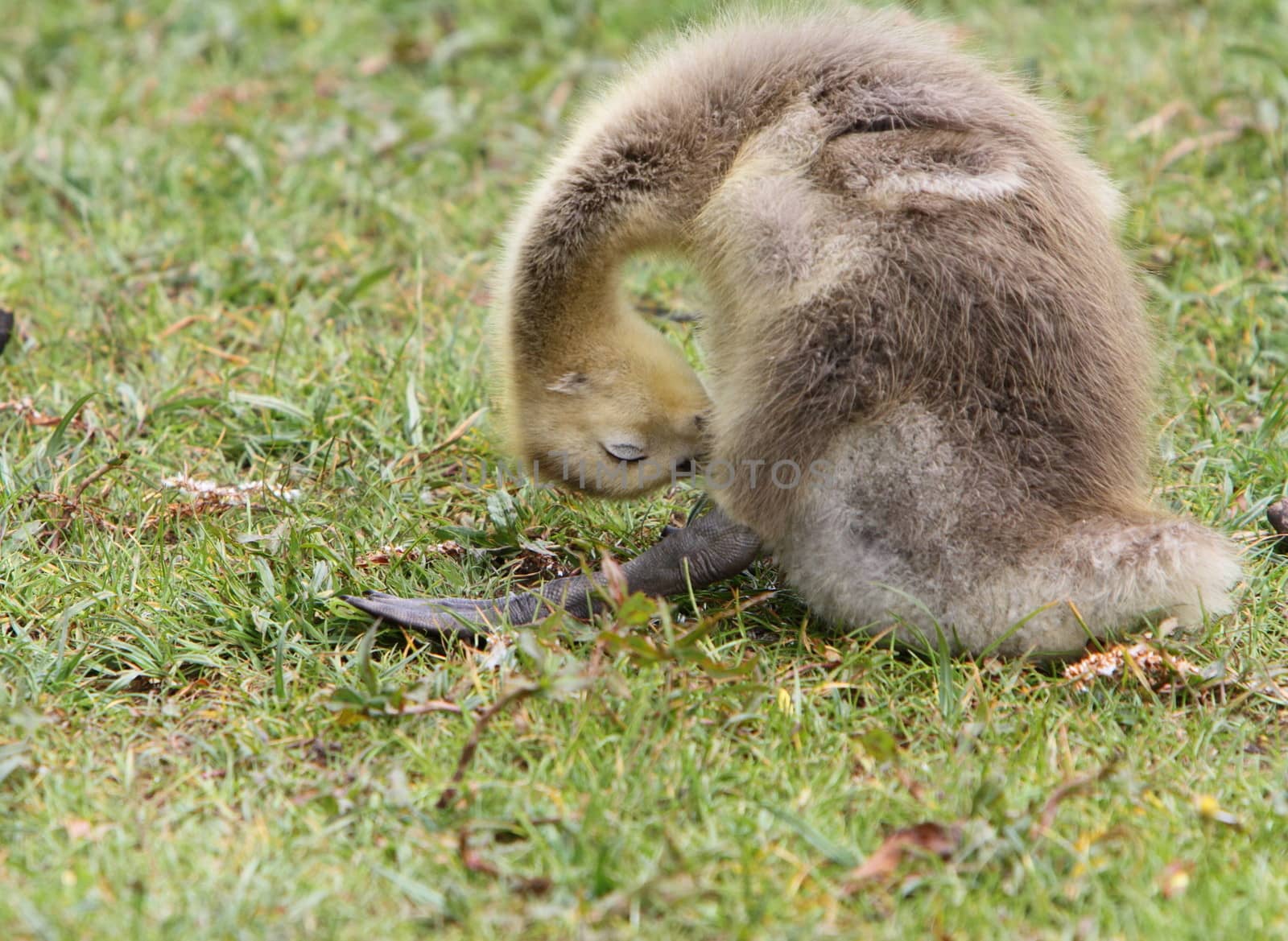 Canada goose gosling
