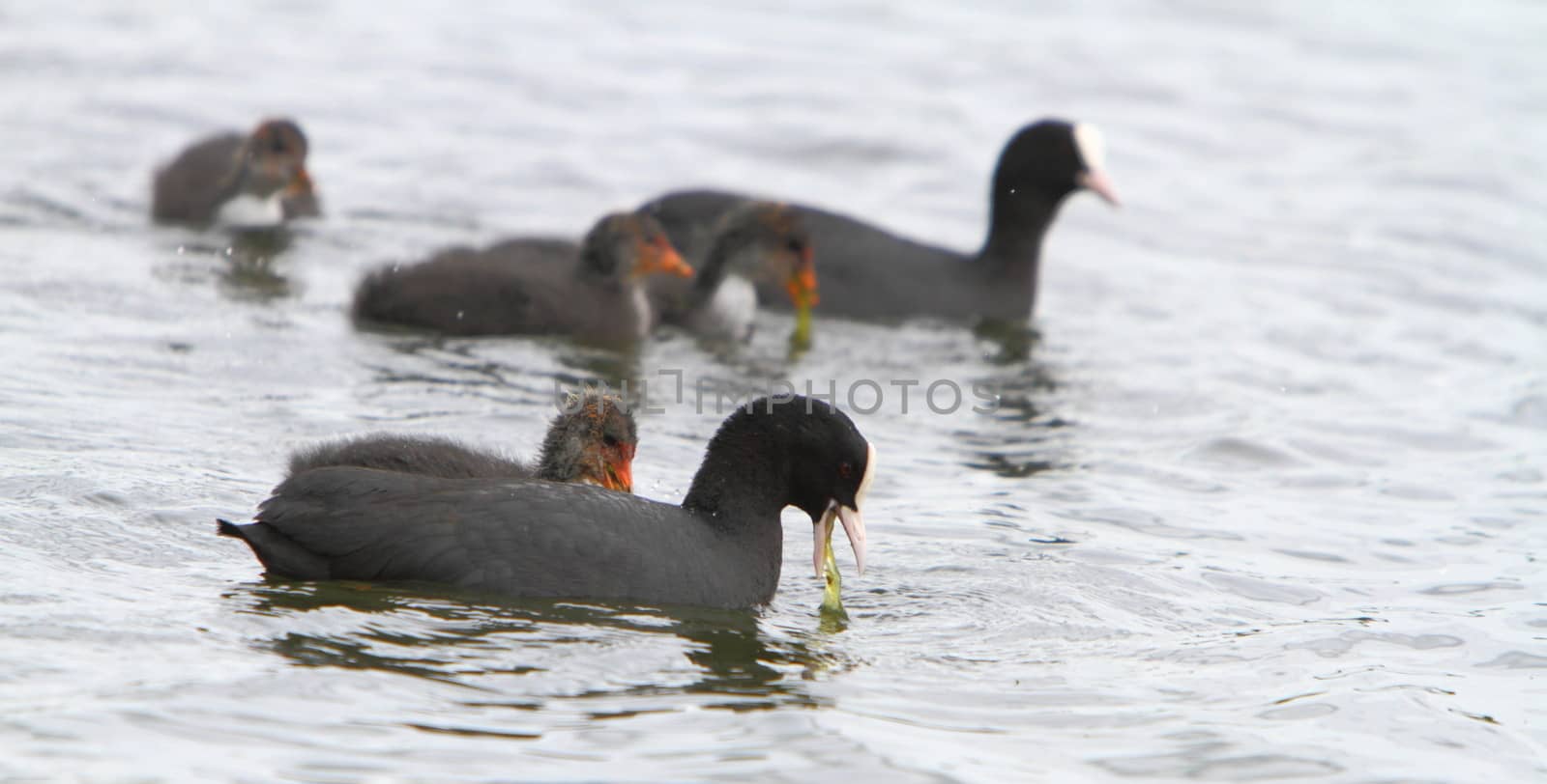 Coot family by mitzy