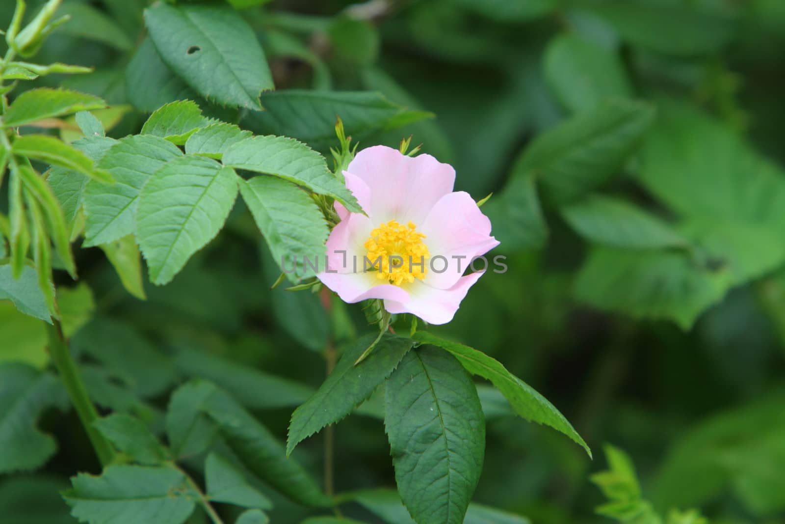 Wild rose