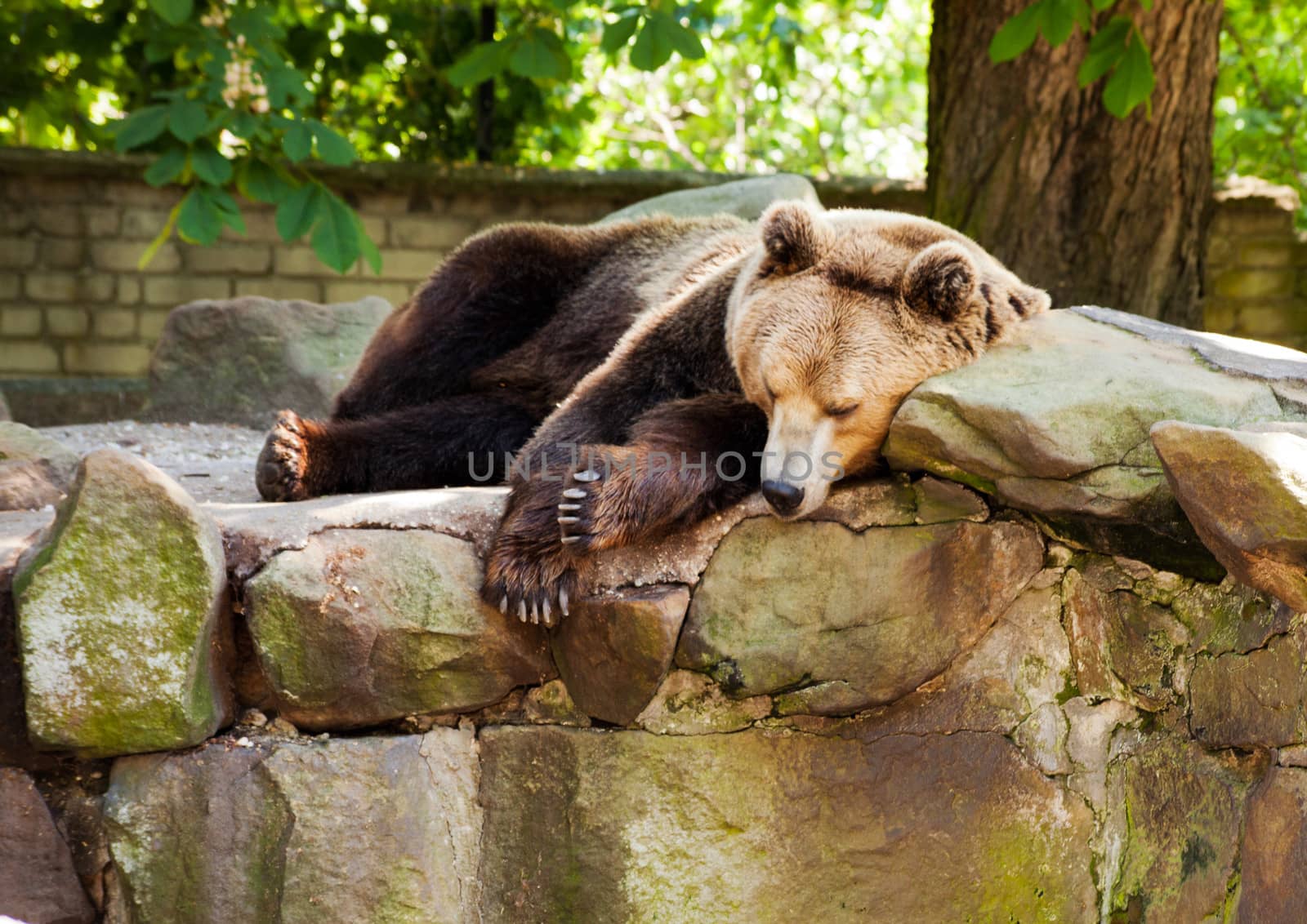 big  brown bear in city zoo on sunny summer day