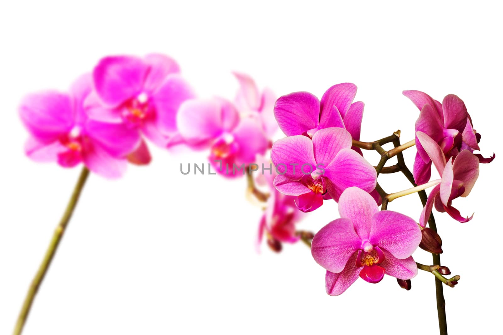 some magenta orchids isolated on white background