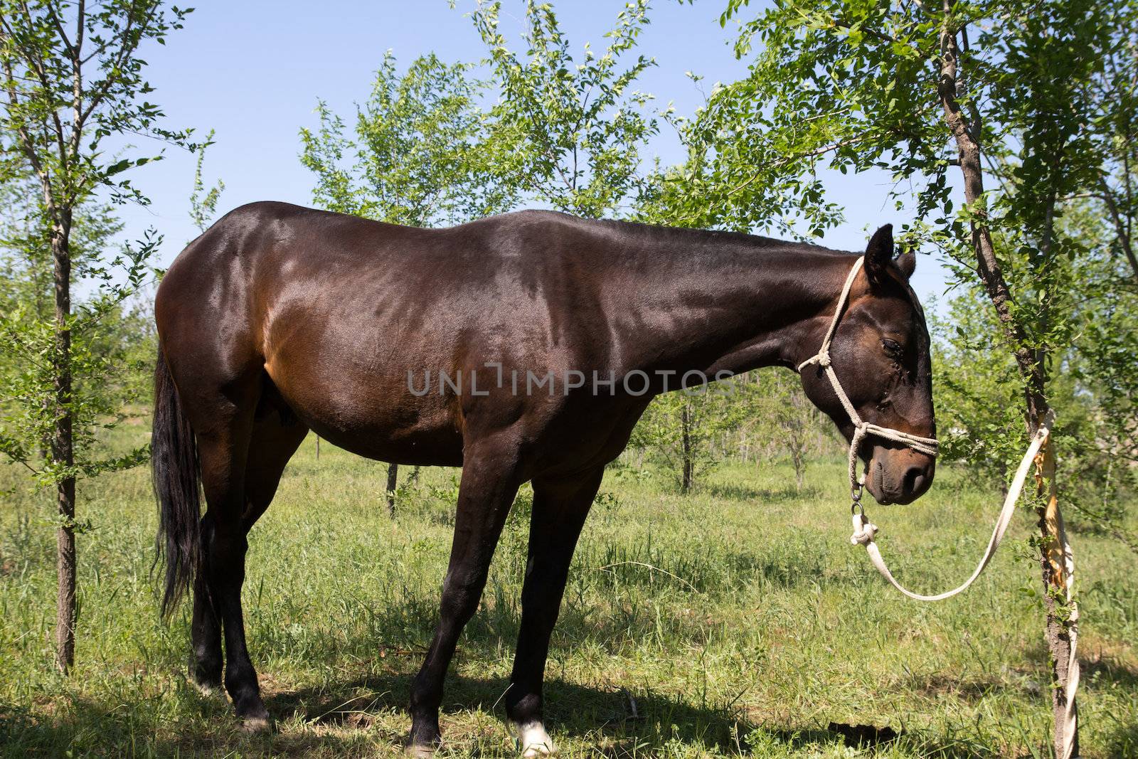 horse tied to a tree