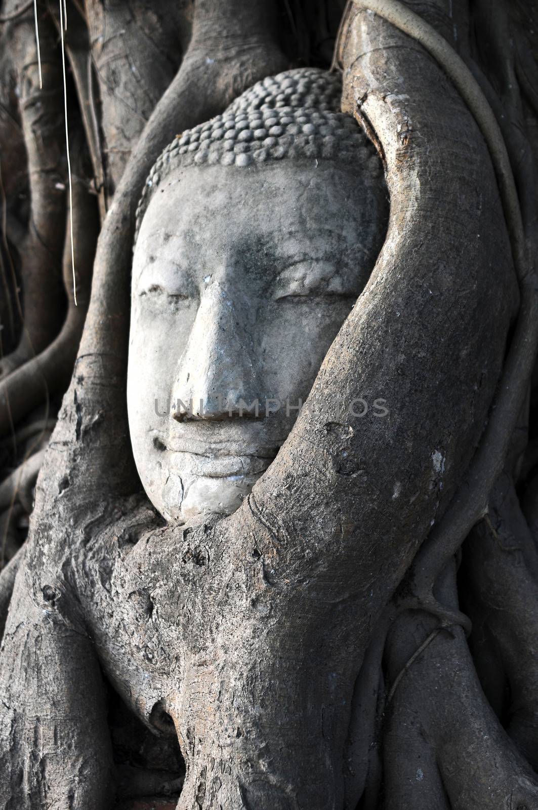Head of Sandstone Buddha surrounded in The Tree Roots at Wat Mahathat, Ayutthaya, Thailand 
