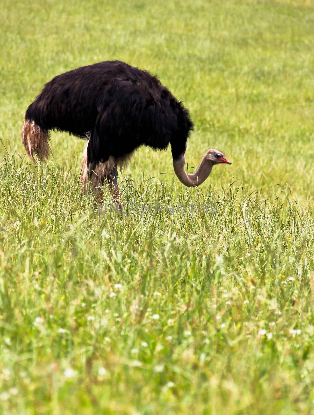 Ostrich in a meadow by marco_govel