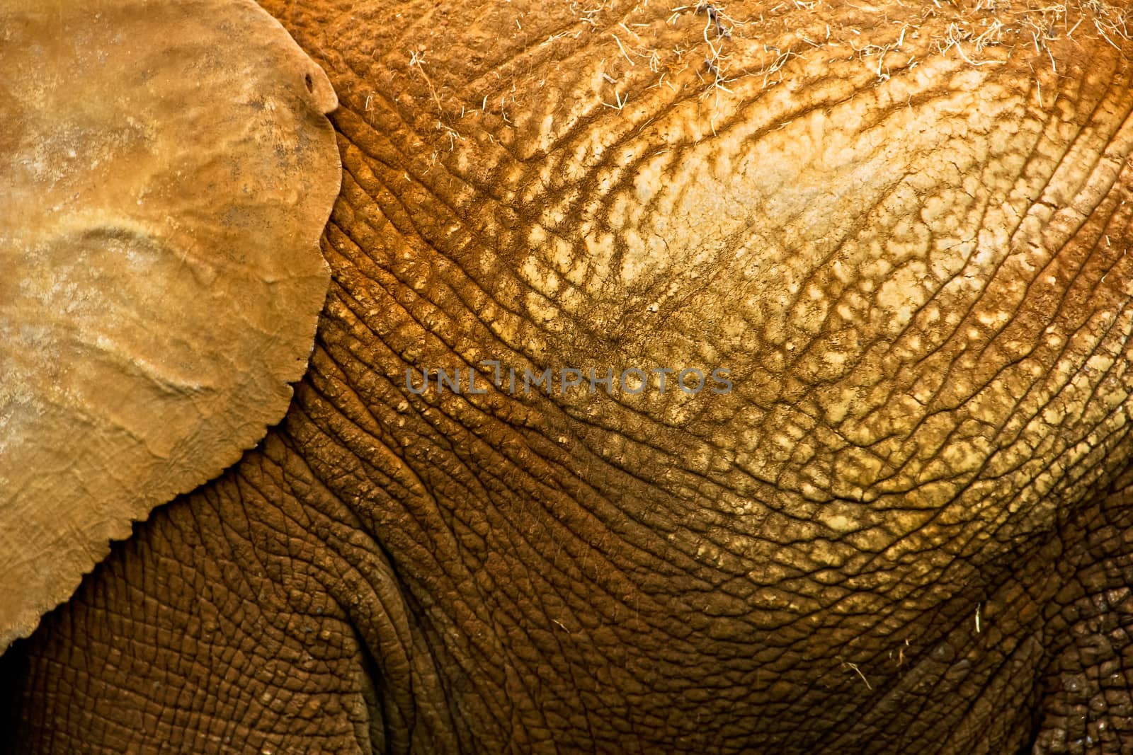 Elephant skin by marco_govel