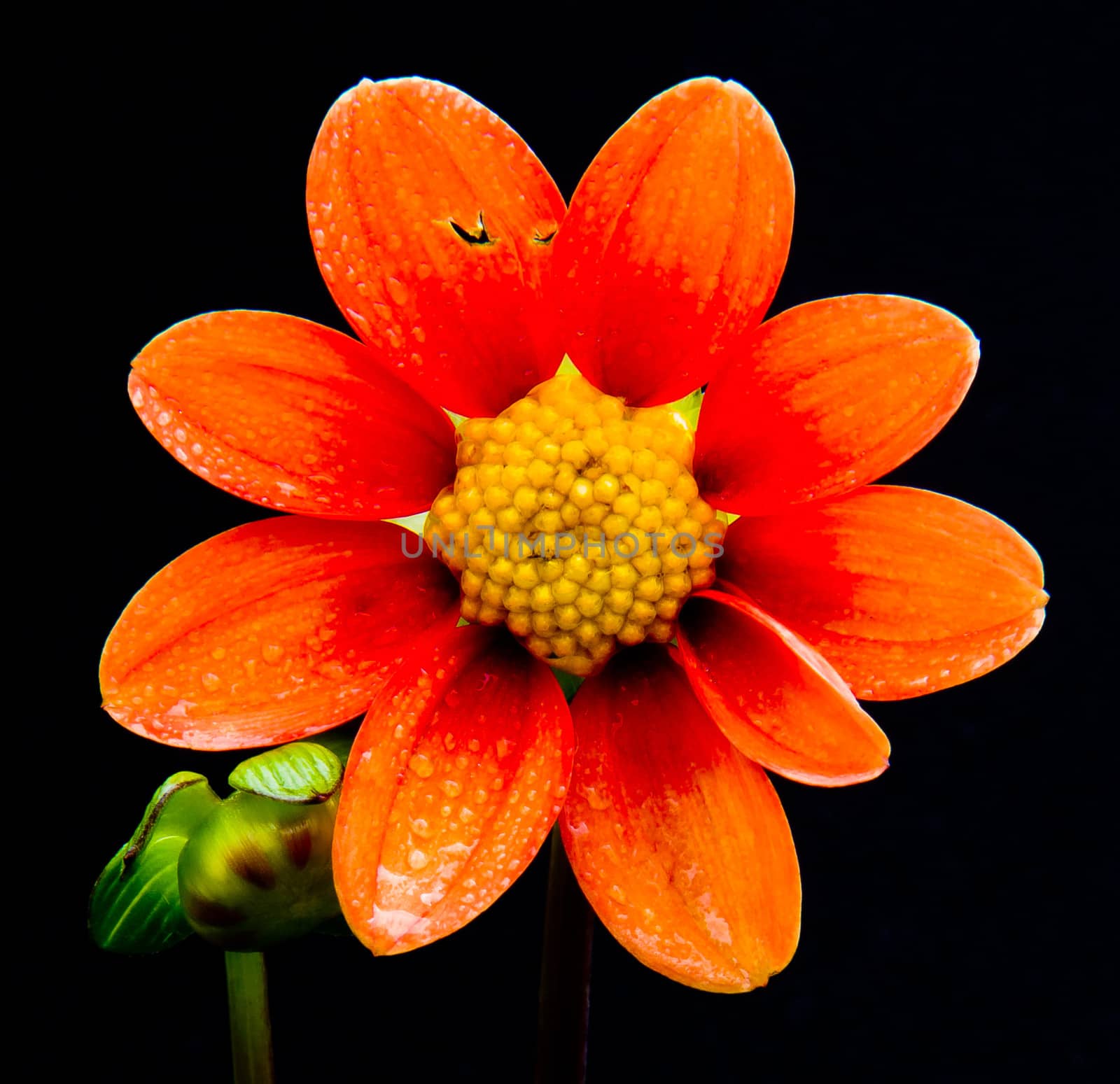 orange and yellow flower by marco_govel