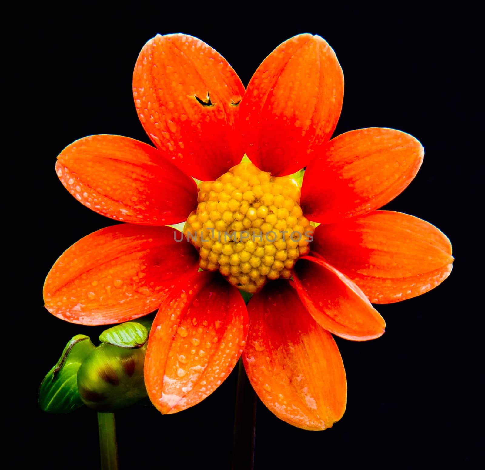 orange and yellow flower on black background