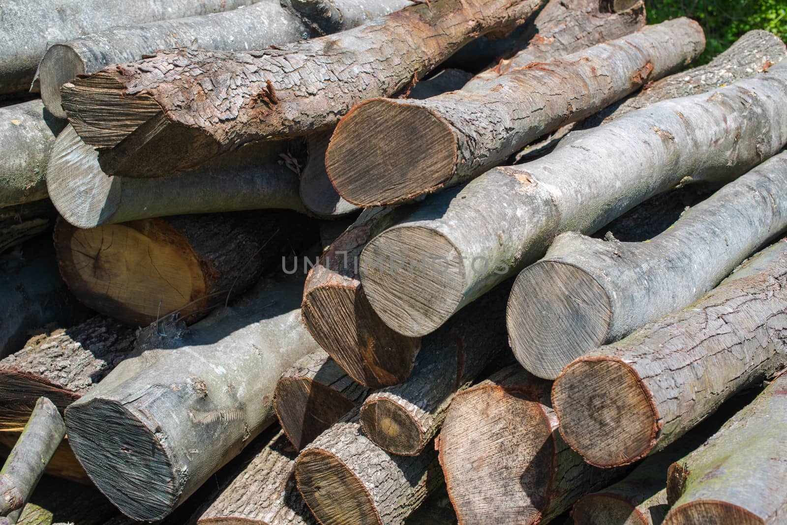 woodpile - stacked beech timber logs, fuel for fire