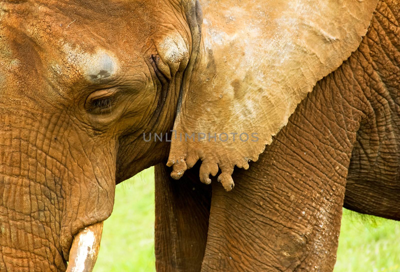 Elephant head by marco_govel