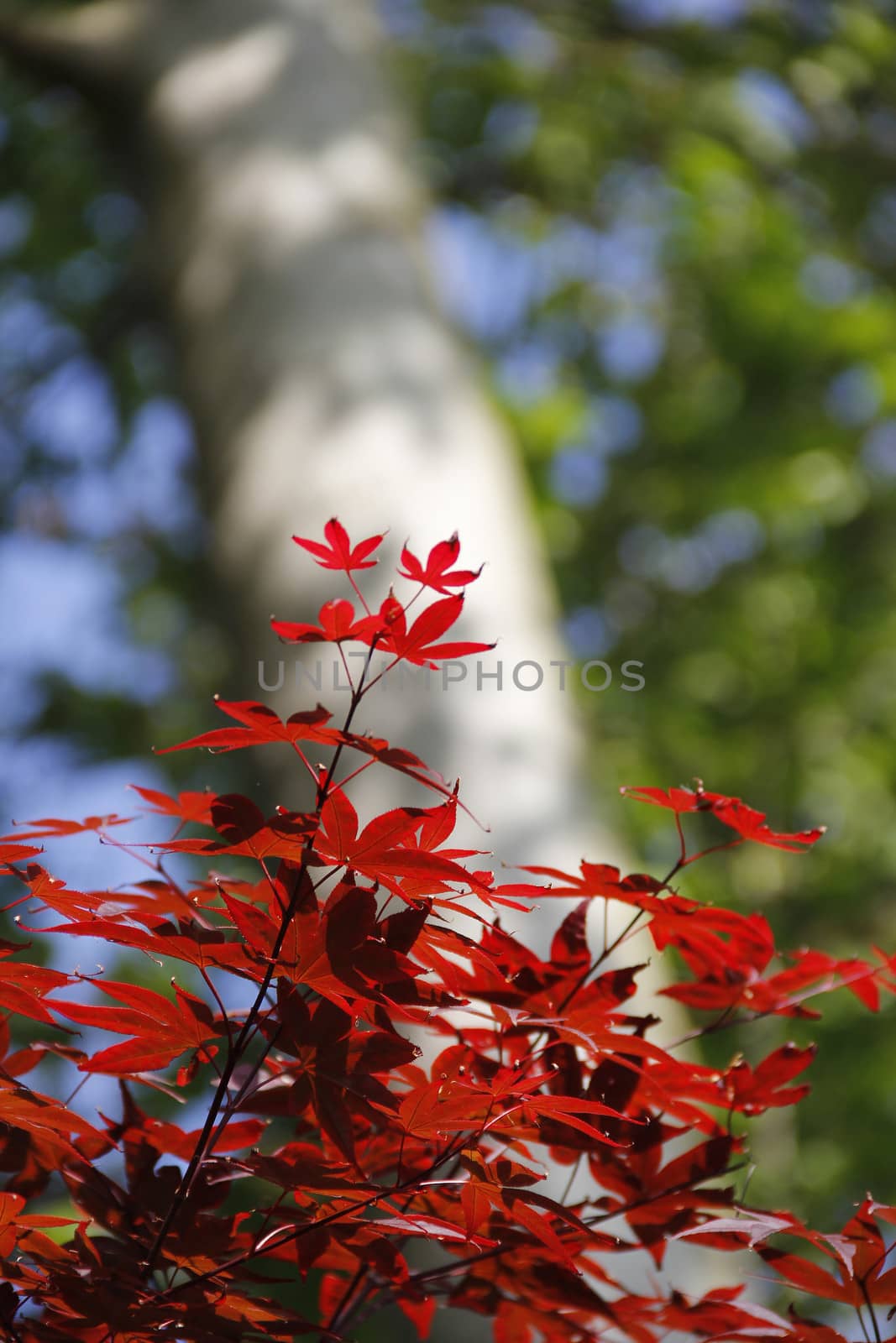 Red leaves and big tree by marco_govel