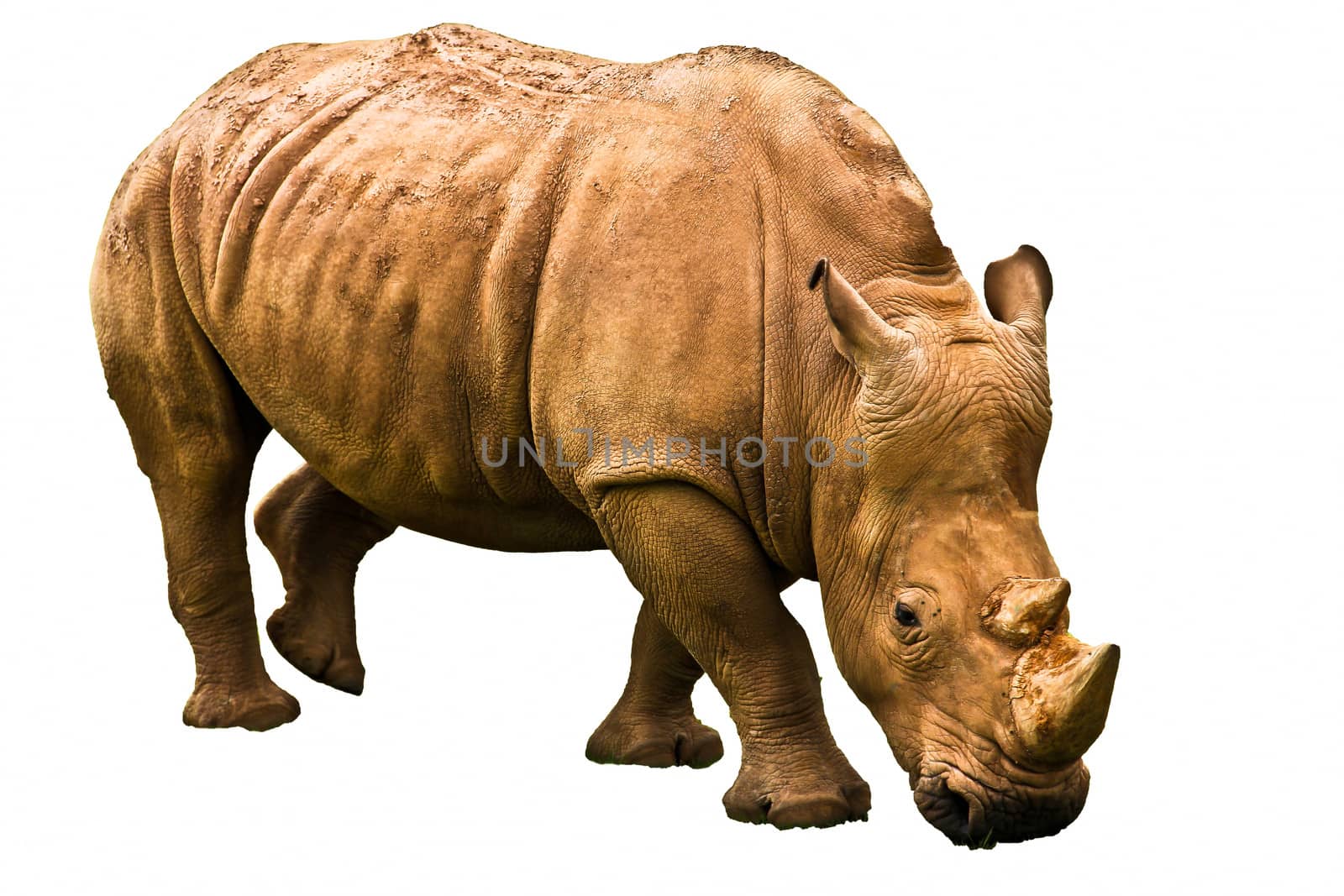 rhino isolated on white background by marco_govel