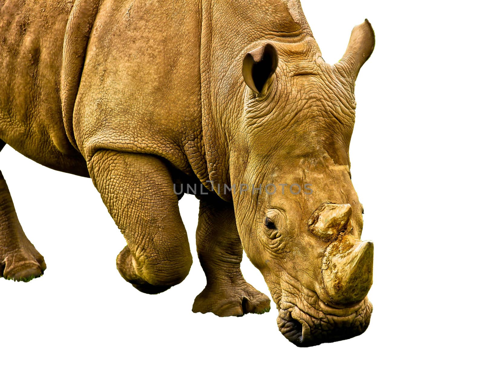 rhino isolated on white background by marco_govel