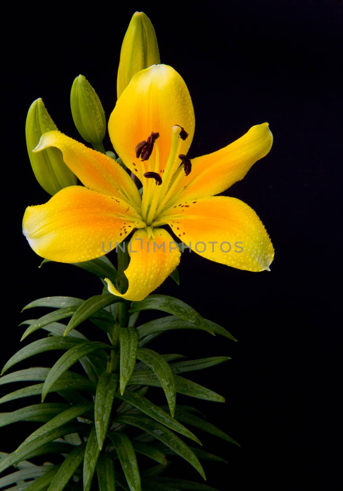 yellow flower on black background