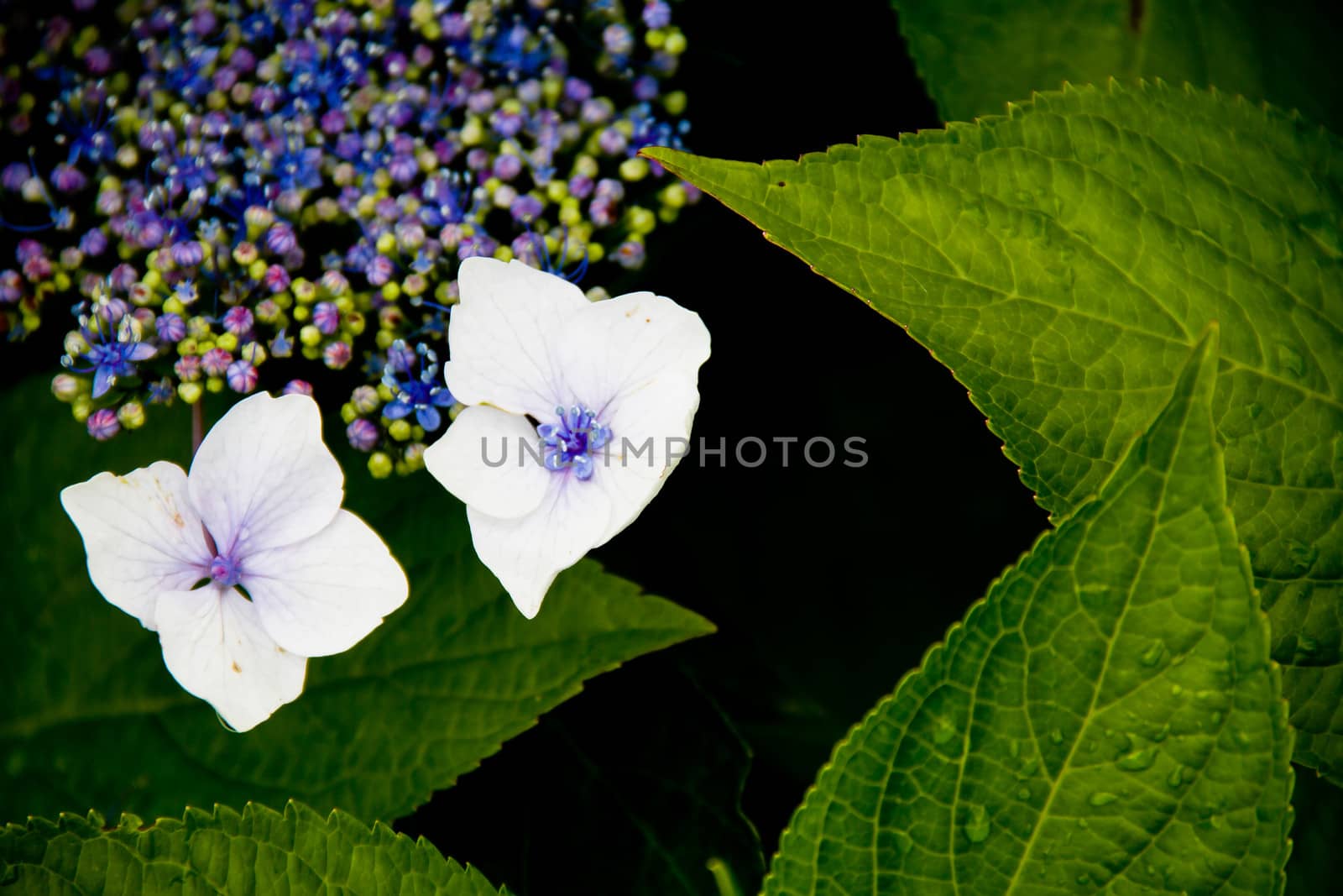 flowers and plants composition by marco_govel