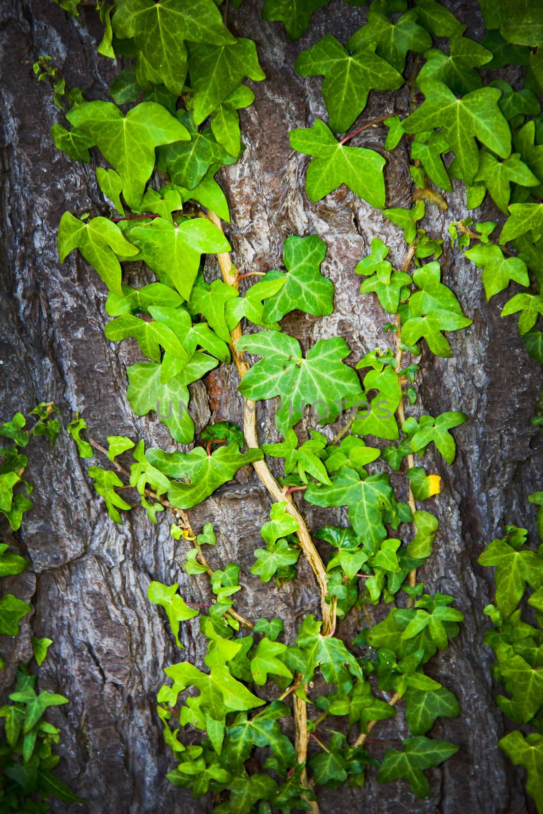 green leaves on wood by marco_govel