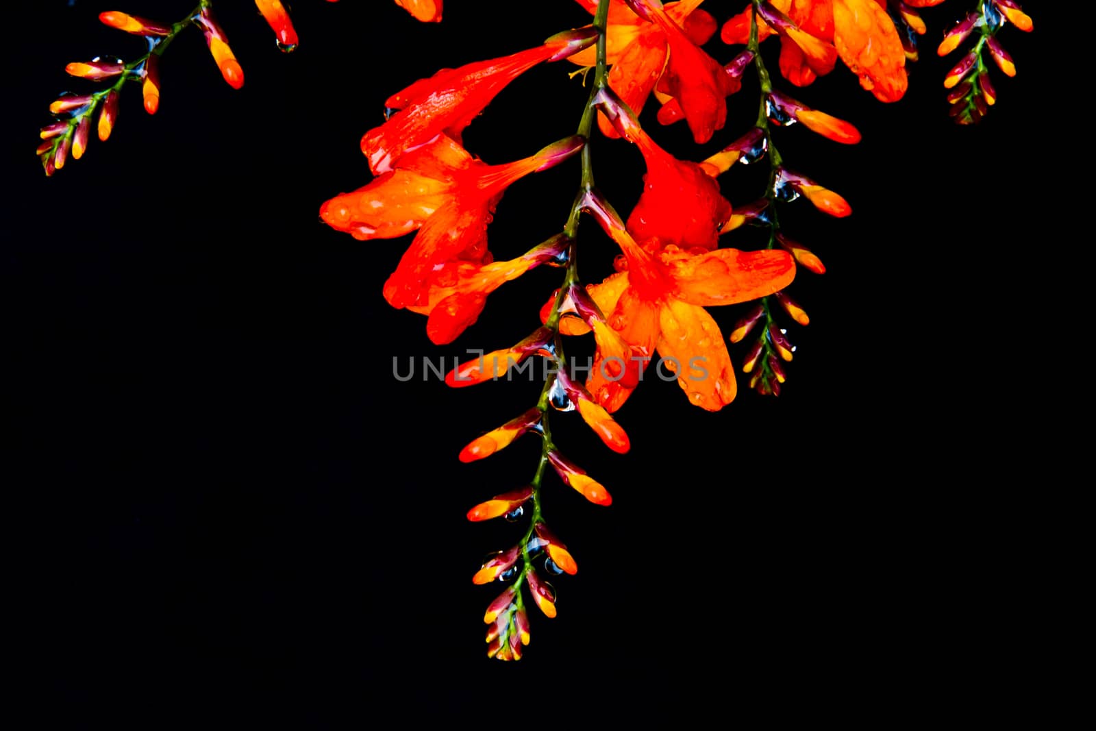 orange and yellow flower on black background