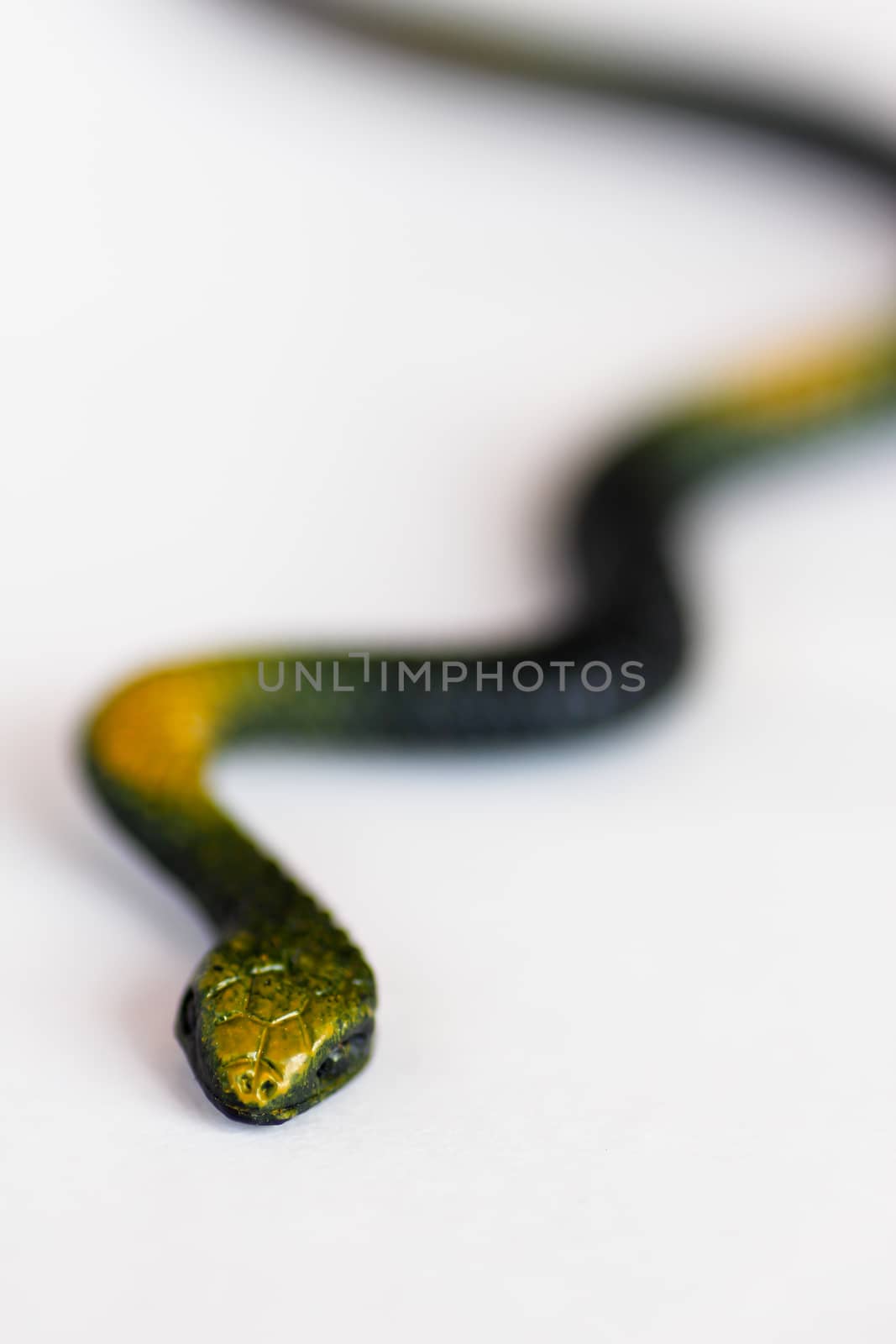 plastic snake isolated on white