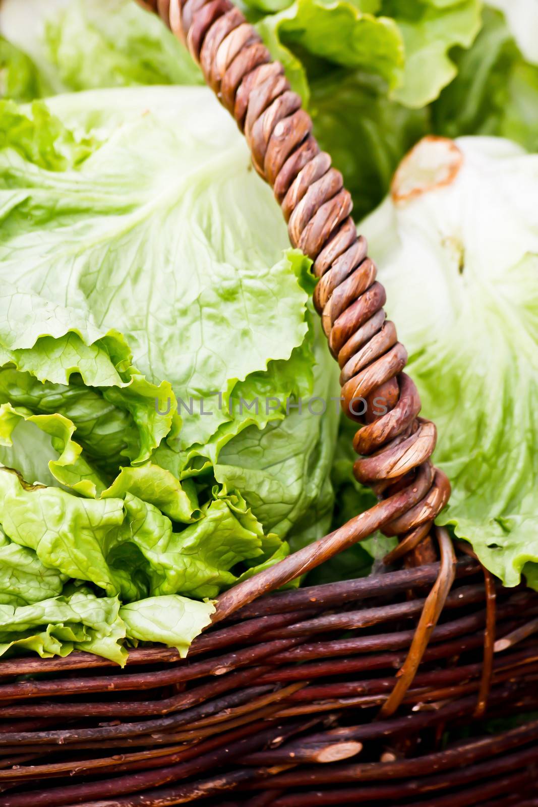 basket of lettuce by marco_govel