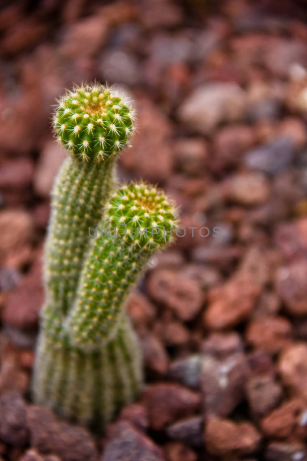 cactus on stones background