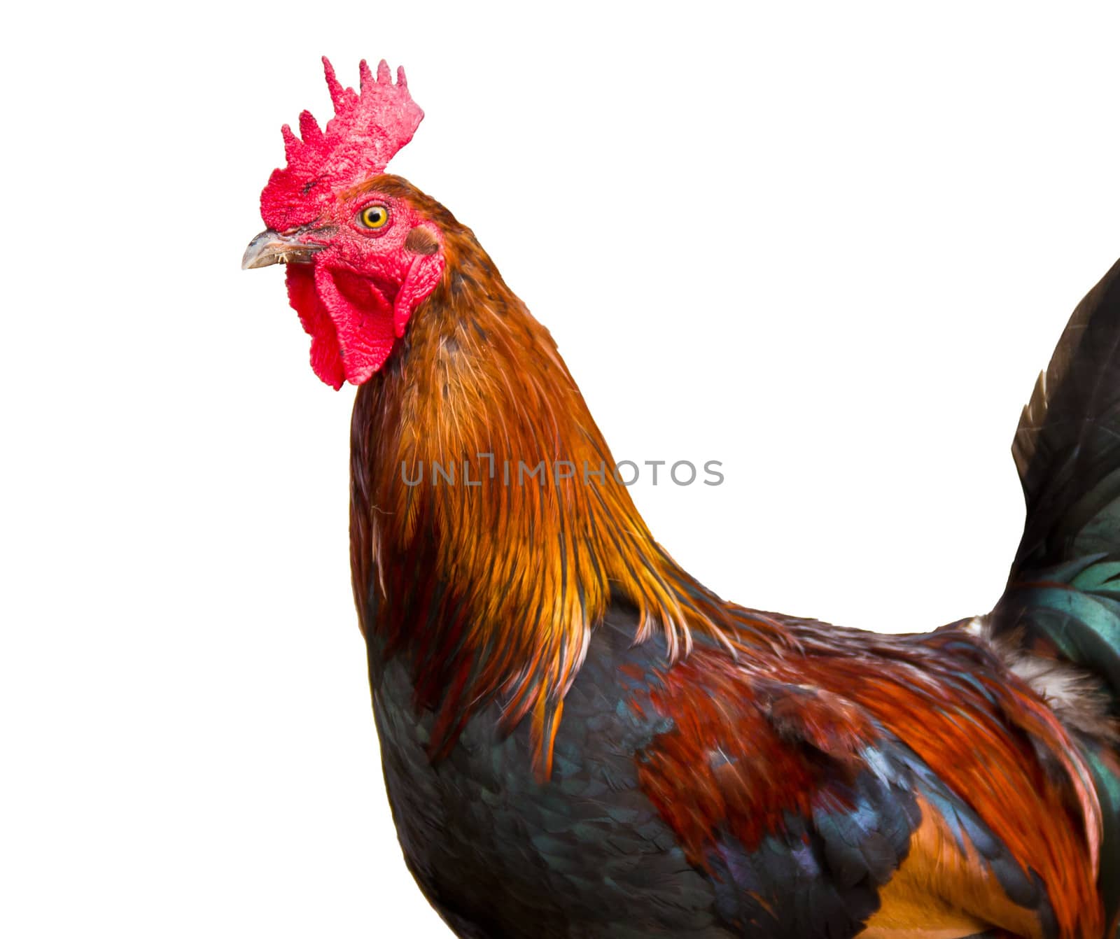 Cock  isolated on white background by marco_govel