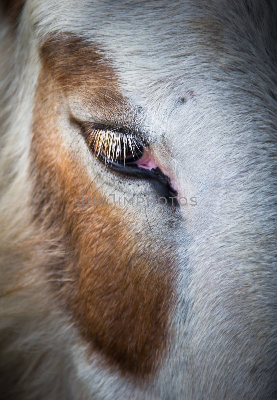 right eye of bicolor donkey detail