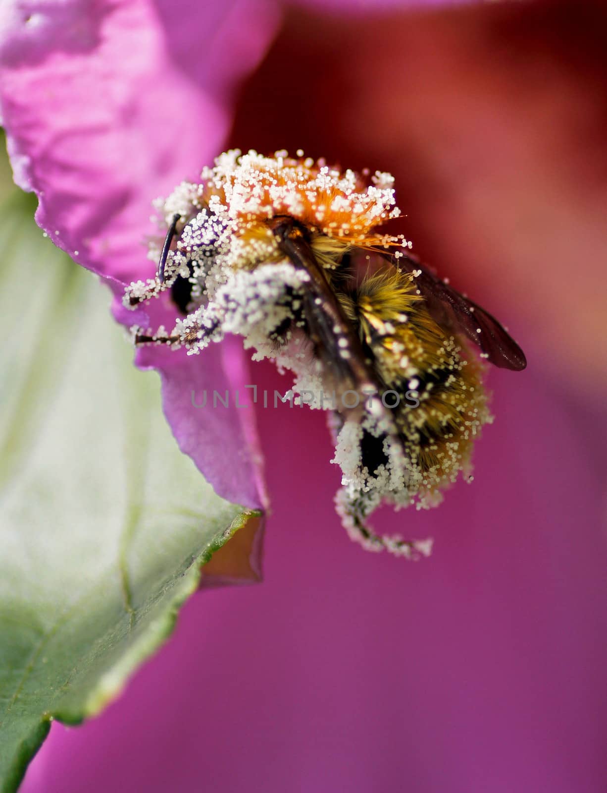 bee pollen plated in a pink flower