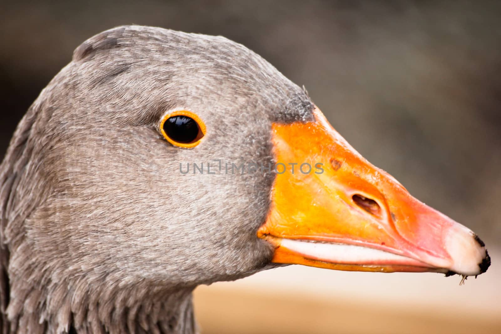 duck head by marco_govel