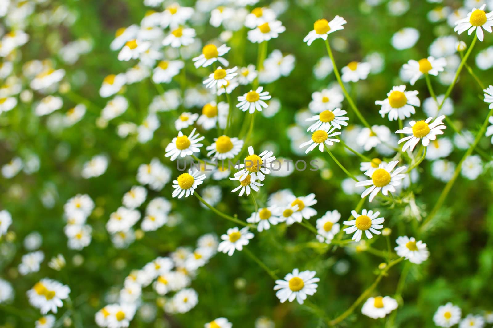 field of daisy